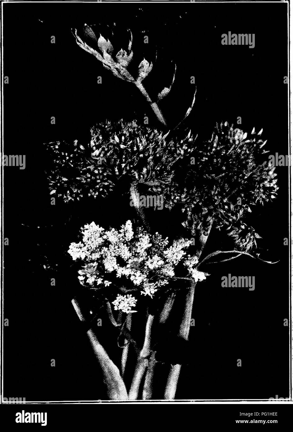 Dieser botanische Leitfaden beschreibt Arten aus der Petersilie- und Karottenfamilie in Neuseeland, einschließlich eines Schwerpunkts auf Ligusticum pililerum. Sie liefert Informationen über die Pflanzenidentifikation und -Merkmale in nativen Ökosystemen. Stockfoto