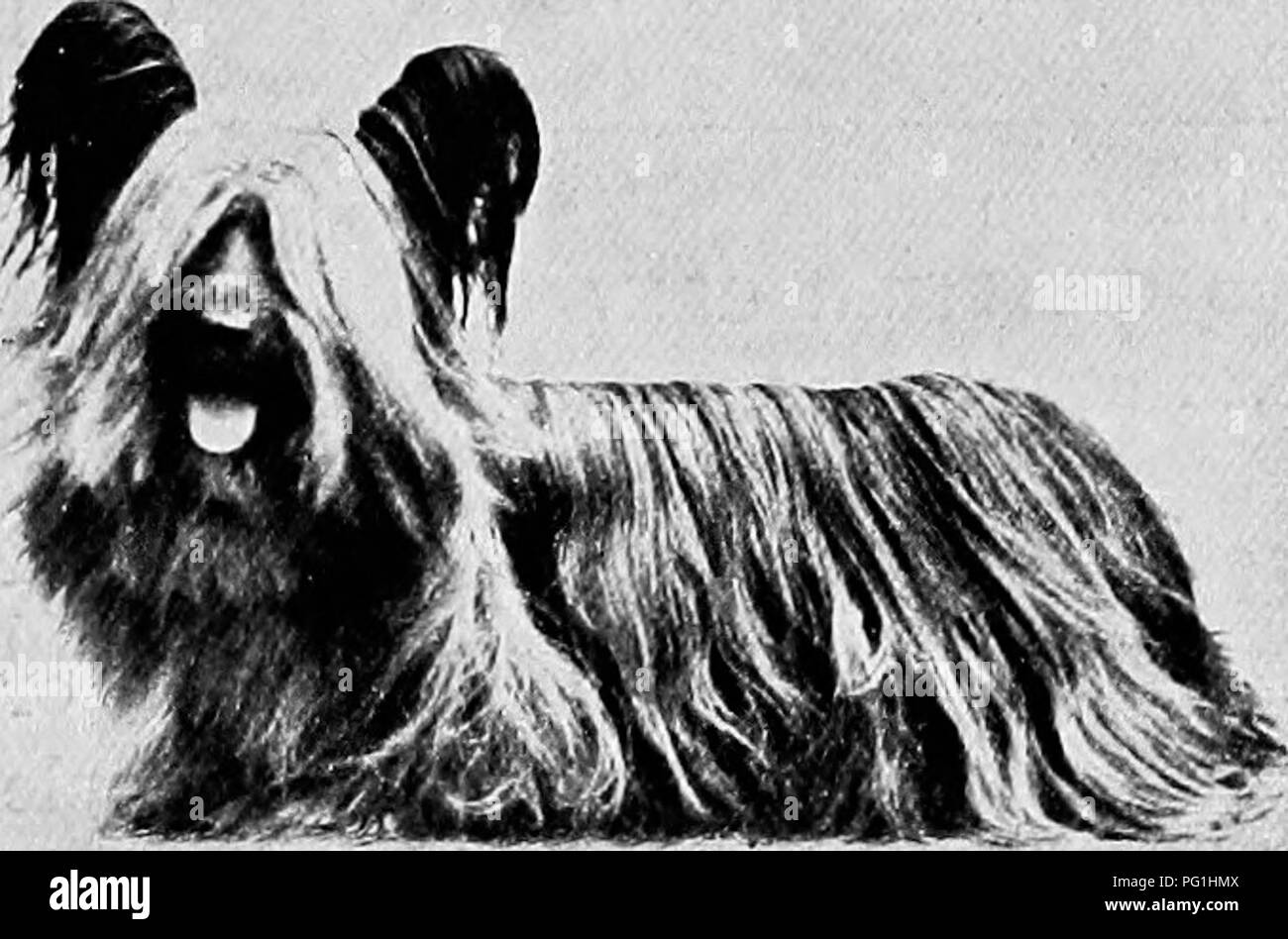 Das neue Buch Der Hund; eine umfassende natürliche Geschichte der  britischen Hunden und ihren ausländischen Verwandten, mit Kapiteln, die auf  dem Gesetz, Zucht, Zwinger, Management, und tierärztliche Behandlung. Hunde.  Frau. F.A.R.