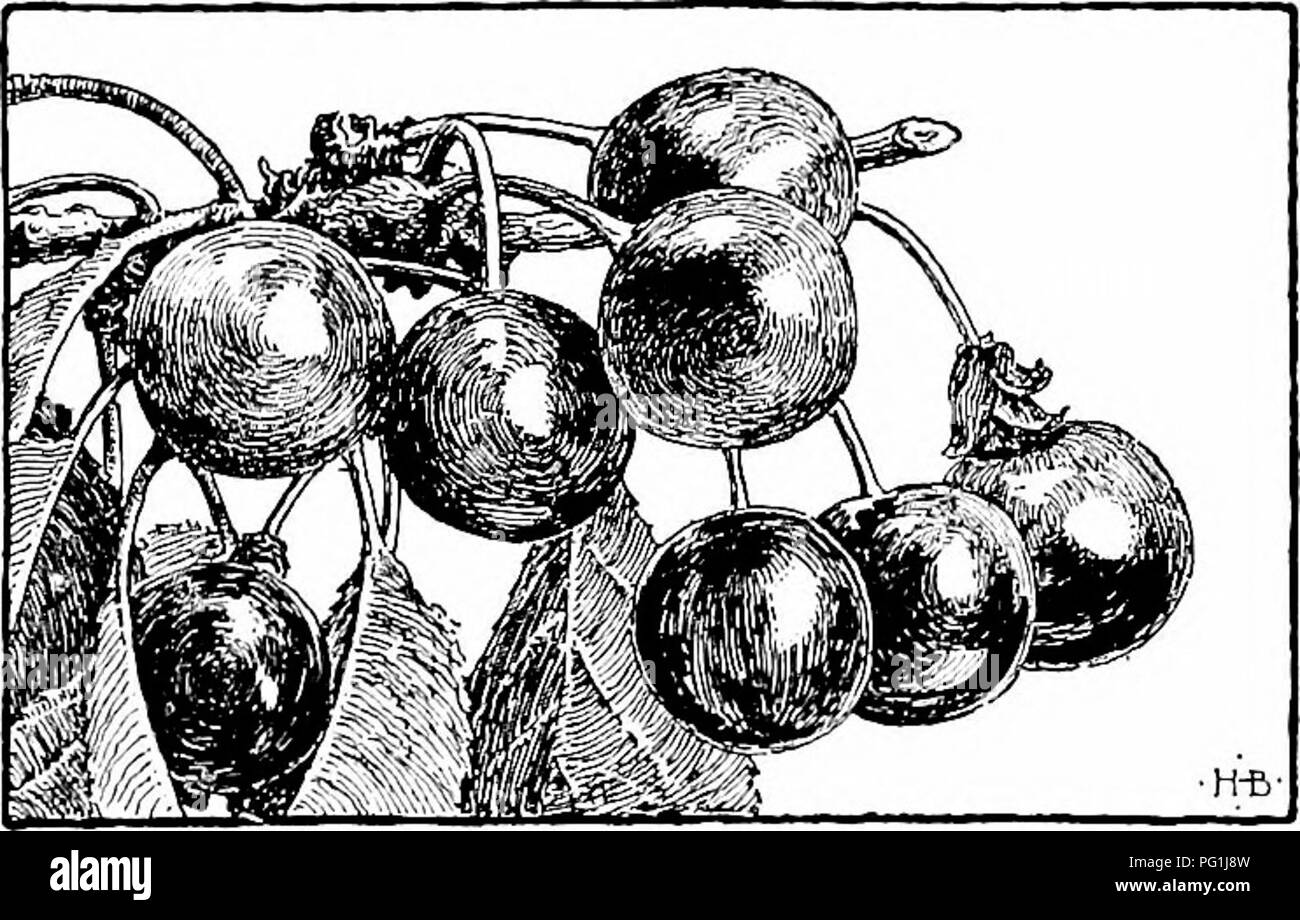 Handbuch Der Gartenarbeit Ein Praktischer Leitfaden Fur Die