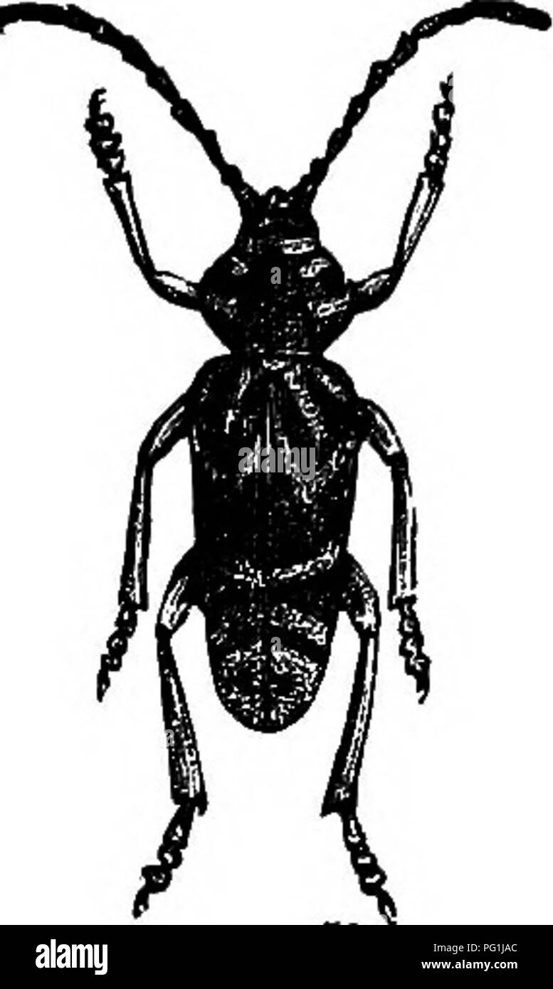 . Insekten leben; eine Einführung in die Natur studieren und ein Handbuch für Lehrer, Studenten und andere in der Tür Leben interessiert. Entomologie; Natur studieren. 4 5 Platte XII. Langhörnigen Käfer,. Bitte beachten Sie, dass diese Bilder sind von der gescannten Seite Bilder, die digital für die Lesbarkeit verbessert haben mögen - Färbung und Aussehen dieser Abbildungen können nicht perfekt dem Original ähneln. extrahiert. Comstock, John Henry, 1849-1931; Comstock, Anna Botsford, 1854-1930. New York, D. Appleton und Unternehmen Stockfoto