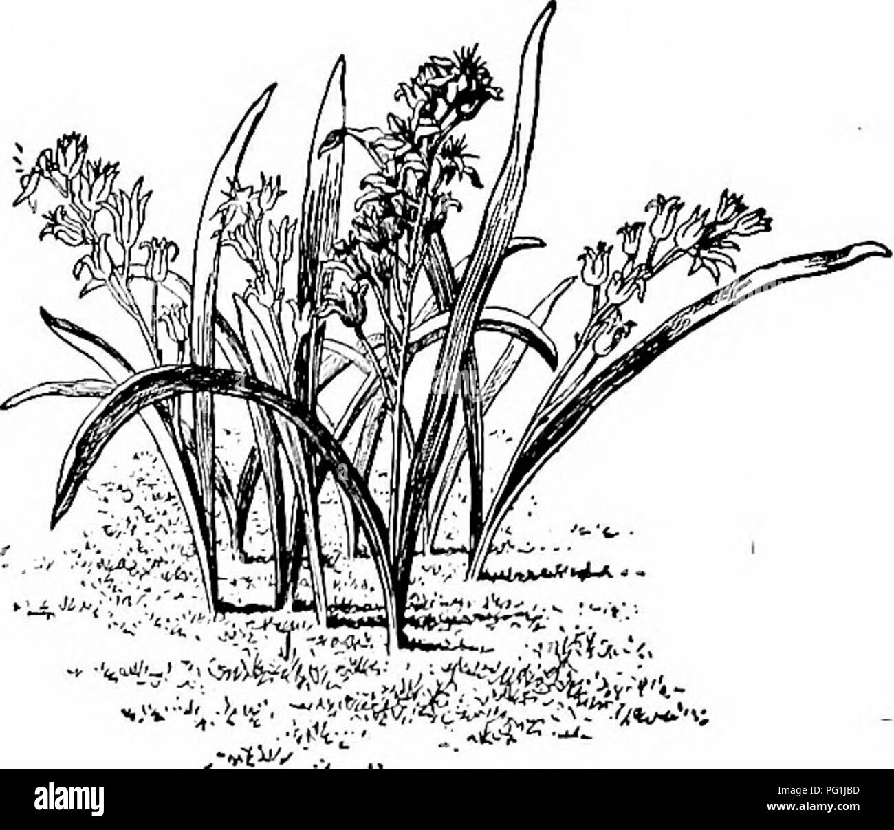 Dieser praktische Leitfaden bietet wichtige Tipps für Gärtner, wie Sie schöne Gärten schaffen und eine Vielzahl von Blumen, Obst und Gemüse anbauen. Es umfasst Pflanztechniken, Blumenpflege und Gartenpflege, wobei der Schwerpunkt auf saisonalem Pflanzen und Bodenvorbereitung für optimales Wachstum liegt. Stockfoto