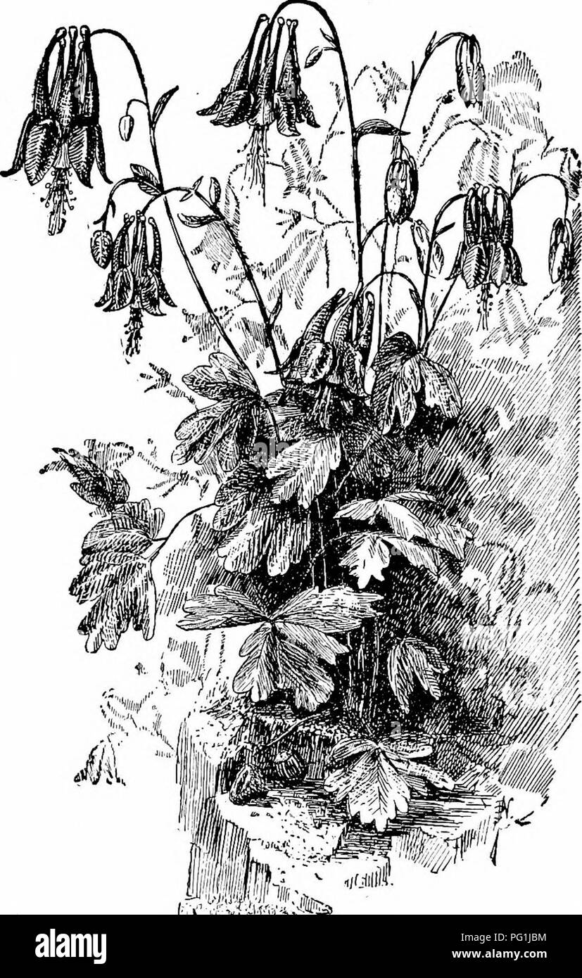 . Handbuch der Gartenarbeit; ein praktischer Leitfaden für die Herstellung der Anlage und den 