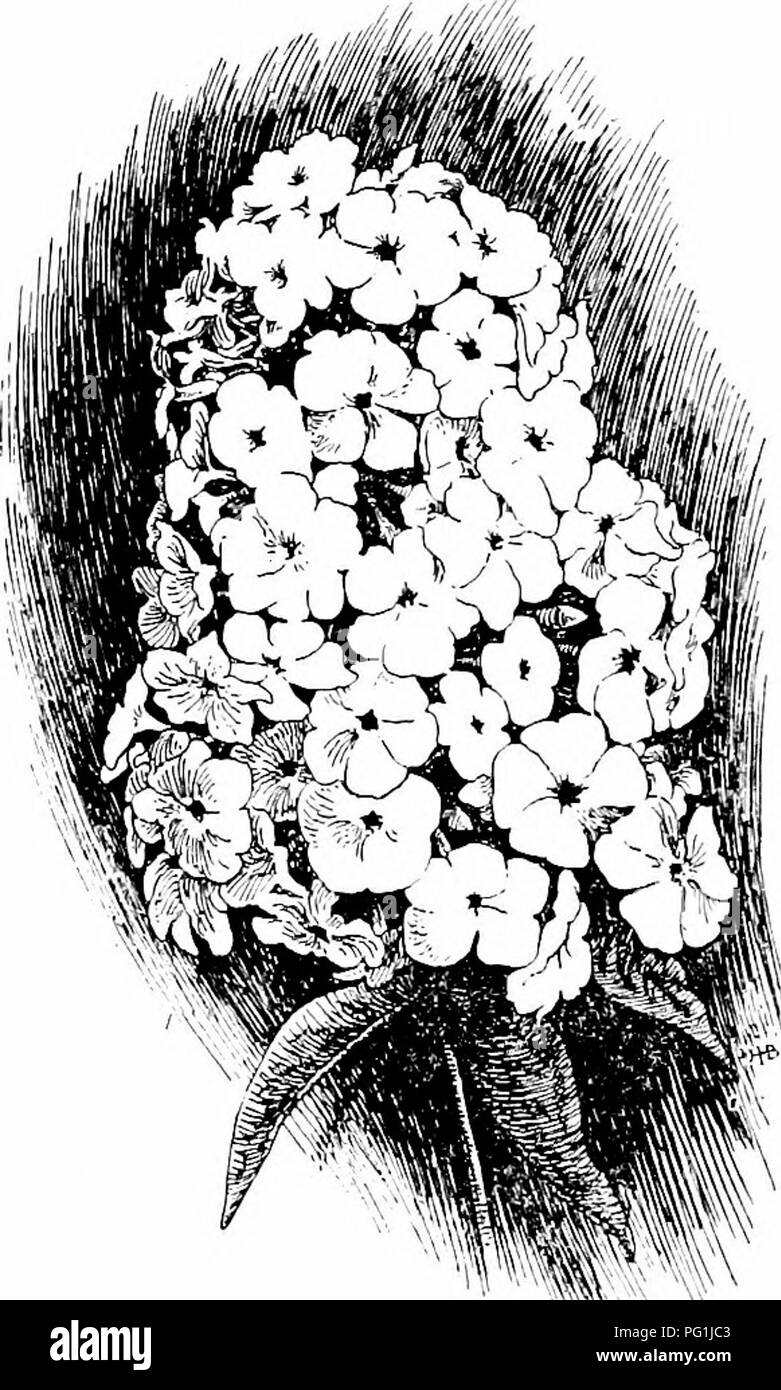 . Handbuch der Gartenarbeit; ein praktischer Leitfaden für die Herstellung der Anlage und den Anbau von Blumen, Obst und Gemüse für zu Hause. Im Garten arbeiten. Zinnien. Oft als und Alter."'' Jugend Pansy bekannt. Phlox, sehr Zwerg Art. Pinks, sehr Zwerg Art. Rhodanthe. Menonvillea. Silene Armeria. Snapdragon, Zwerg. Sweet pea. Aloe. 10 bis 15 Zoll Die mit markierten (ft.) sind Beispiele für Pflanzen, die in der Regel an zwölf Zoll stehen. Abronia (ft.). Acroclinium. Adlumia. Adonis autumnalis. Aeschynanthus, groß Art. Alonsoa. Aster, China, kleinere Arten (ft.). Balsam. Bartonia. Browallia. Calendu Stockfoto