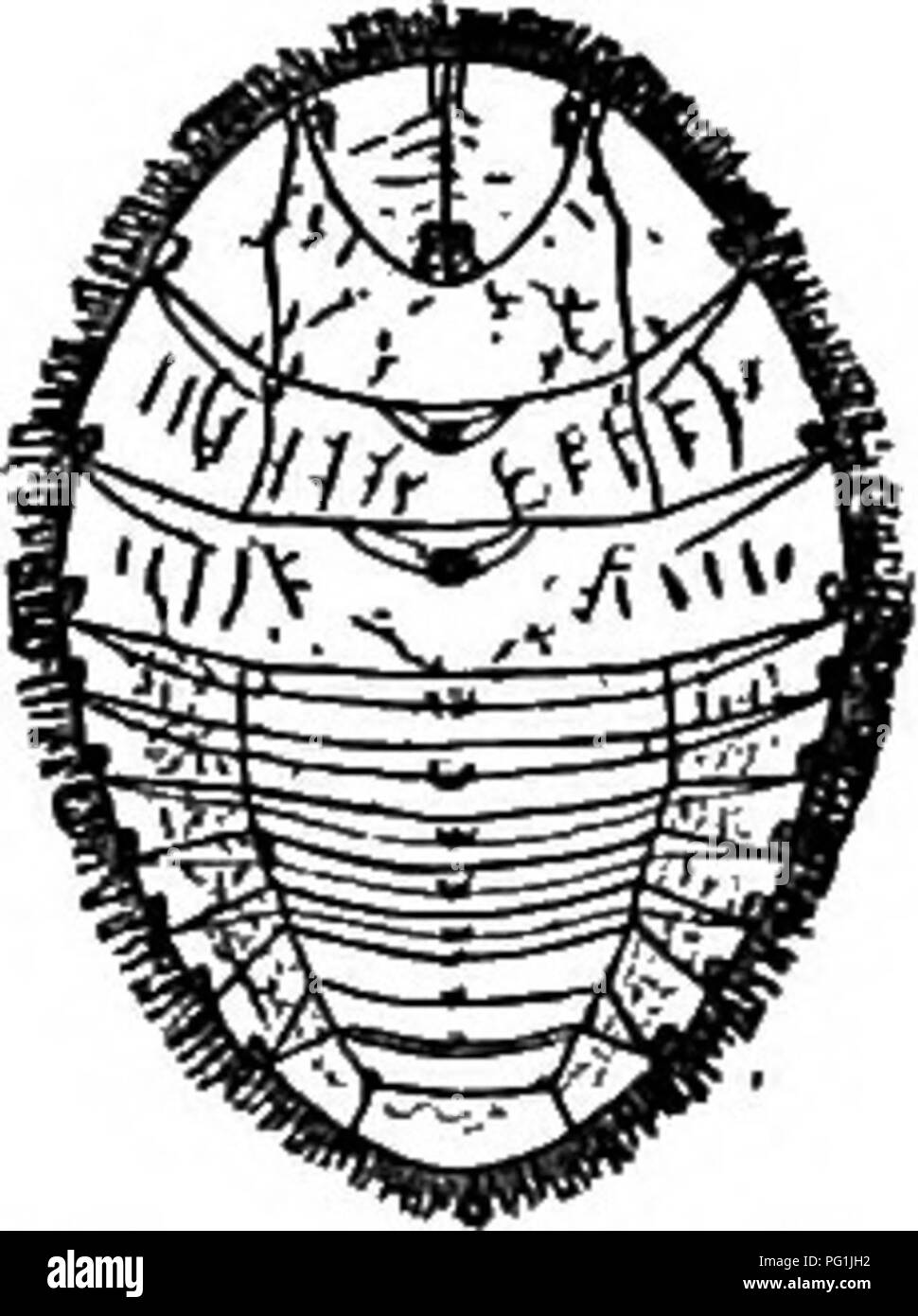 . Insekten leben; eine Einführung in die Natur studieren und ein Handbuch für Lehrer, Studenten und andere in der Tür Leben interessiert. Entomologie; Natur studieren. Bach leben. Ist 3. Abb. 124.- Ein wa-ter-Penny. Das Wasser - Pennies (Feld). - Diese sind seltsame Larven, die nur selten als Insekten von den jungen Sammler anerkannt. Sie sind sehr flache, runde in Grenzen, und ungefähr fünf Sechzehntel Zoll im Durchmesser. Sie gefunden werden, das Festhalten an der unteren Fläche von Steinen in der schnellen Streams. Abb. 124 stellt eine stark vergrößert. Sie sind Larven der Käfer der Gattung Psephenus (PSE-Phe'nus) und sind bloße Stockfoto