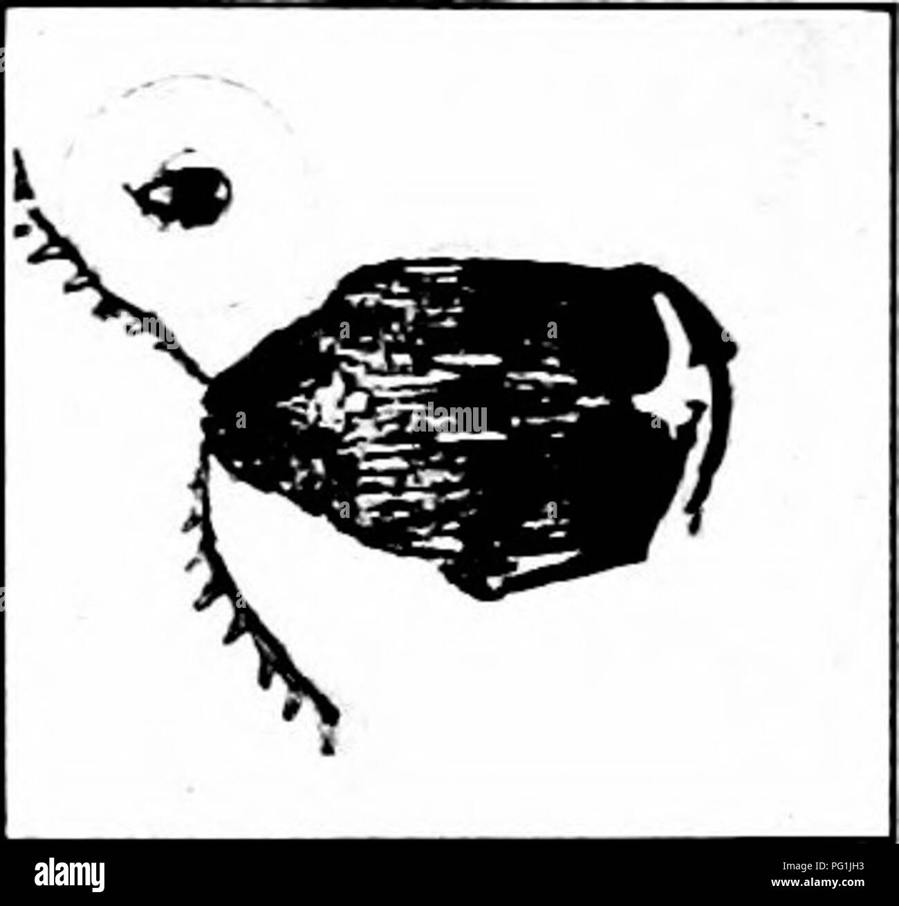 Dieser Text konzentriert sich auf die Identifizierung und Bekämpfung verschiedener Insektenschädlinge, einschließlich des Bohnenweüls und des Kuherbsenweüls. Es enthält Methoden zur Bekämpfung von Schädlingen wie Begasung. Stockfoto