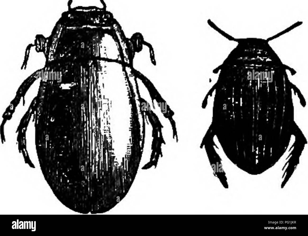 . Insekten leben; eine Einführung in die Natur studieren und ein Handbuch für Lehrer, Studenten und andere in der Tür Leben interessiert. Entomologie; Natur studieren. Teich leben. 117 fast jeder Teich. Wenn Sie Exemplare der größeren bekommen können, werden Sie am besten für die Zwecke der Studie. Einige Exemplare sollte lebendig in Aquarien für eine Studie über ihre Gewohnheiten gehalten werden, und einige werden getötet und für eine Studie über ihre Struktur festgesteckt werden. Den gepinnten speci - mens, wenn nicht in Gebrauch in^ statt. Abb. 93. Abb. 94. ihre Sammlung unter eine Kopie der folgenden Label und unmittelbar nach der Whirligig-Käfer :-* Familie Dy Stockfoto