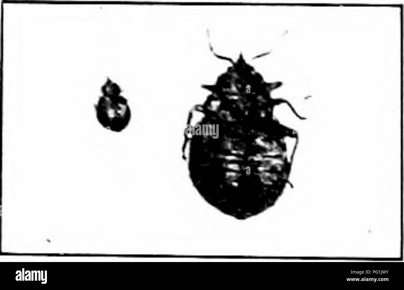 Schadigende Insekten Wie Zu Erkennen Und Zu Steuern Insekten Und