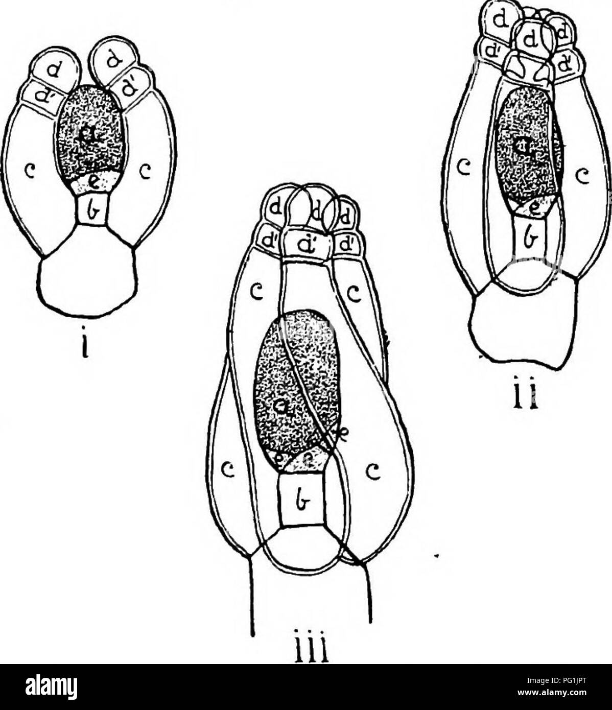 . Die britische Charophyta. Characeae. 52 BRITISCHE CHAEOPHYTA. ovoidal bilden. Die Seitenwände der Spirale Zellen später brechen, so dass die äußeren Mauern zu einer einzigen Berührungen durch Spirale markiert Furchen entlang der Linien der Union. Incased und der umhüllenden Spirale Zellen die oosphere besteht aus einem Kernhaltigen Masse von protoplasma durch eine dünne und äußerst heikle geschlossenen geschützt. Schwein. 22.- Entwicklung der oogonium von Nitella flexilis (nach Sachs). o, oosphere; h, Node-Cell; c, umhüllenden Zellen; d, oben, und. d', untere Zellen der ooronula; e, drehen Zelle. Ich. Frühe Stadien der oogonium Stockfoto