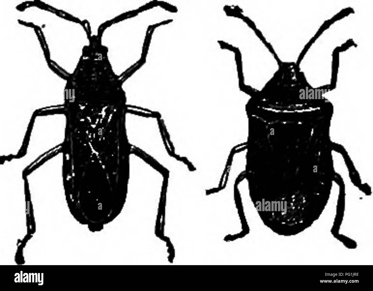 . Insekten leben; eine Einführung in die Natur studieren und ein Handbuch für Lehrer, Studenten und andere in der Tür Leben interessiert. Entomologie; Natur studieren. Abb. sg.-kopf Abb. 58.- Leiter einer Hete-eines-homopte ropterous Insekt. Reus Insekt. Abb. 60. - Das Bild. 61.- Eine squash-bug. Gestank - rbug. bekannte Beispiele. Mehrere Familien von dieser Unterordnung sind in den Kapiteln über Teich Leben und am Bach Leben diskutiert. Unterordnung Parasita (Par-a-Si' ta). - Diese Unterordnung ist in den Vereinigten Staaten durch nur eine Familie vertreten, die Pediculidae (PED-i-cu 'Li-dae). Diese Familie umfasst die wahre Läuse (Abb. 62), die sich aus unterschiedlich Stockfoto