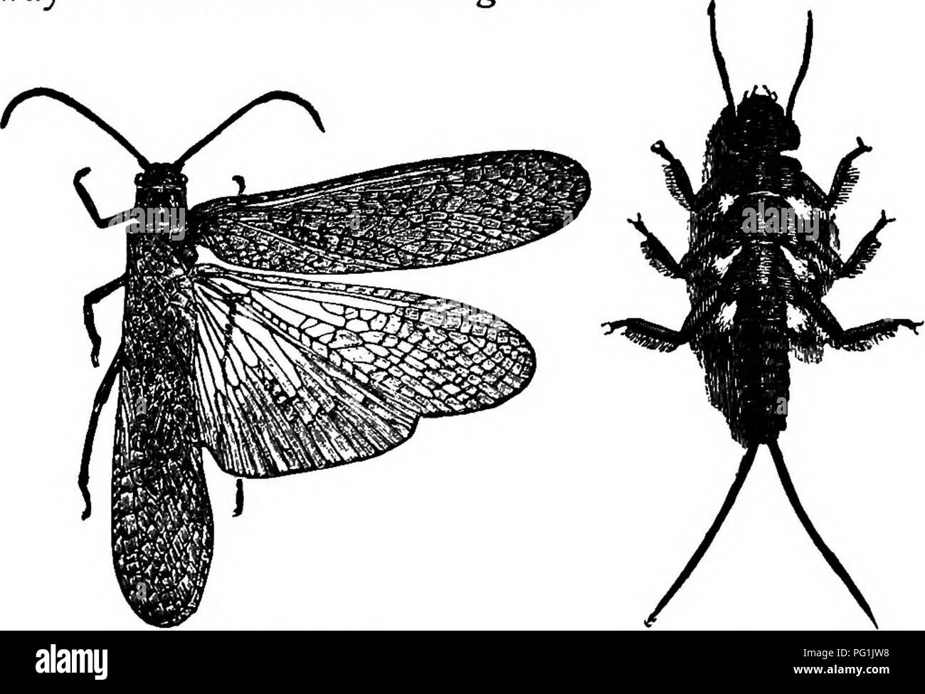 . Insekten leben; eine Einführung in die Natur studieren und ein Handbuch für Lehrer, Studenten und andere in der Tür Leben interessiert. Entomologie; Natur studieren. 66 Insekten leben. Um Plecoptera (PLE-Cop' te-Ra). Der Stein - fliegt. Die Mitglieder dieser haben vier häutige Flügel, mit vergleichsweise wenigen oder mit vielen cross-Adern; der Hinterflügel sind viel größer als die Vorderflügel und sind in Zöpfen gefaltet und auf dem Bauch liegen, wenn in Ruhe. Die Mund-Teile sind der bissige Art von Struktur, aber häufig schlecht entwickelt. Die Metamorphose ist unvollständig. Der Name dieser Auftrag ist von zwei griechischen Stockfoto