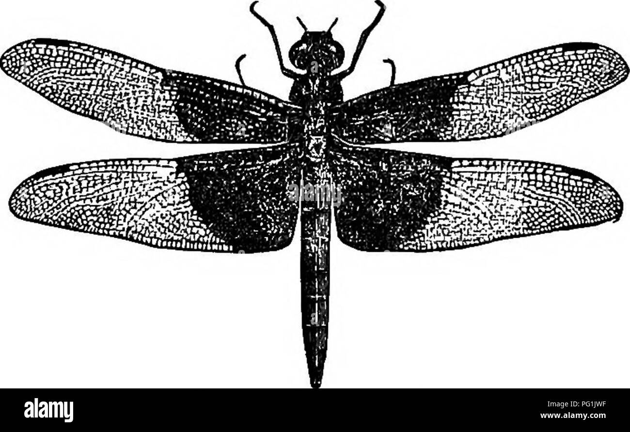 . Insekten leben; eine Einführung in die Natur studieren und ein Handbuch für Lehrer, Studenten und andere in der Tür Leben interessiert. Entomologie; Natur studieren. Klassifizierung von Insekten. 65 Ordnung Odonata (Od-o-na'ta). Die Drachen-Fliegen und Dirne - fliegt. Die Mitglieder dieser haben vier häutige Flügel, fein sind mit Adern verrechnet; die Hinterflügel. Abb. 36. - ein Drache - fliegen. sind so groß oder größer als die Vorderflügel, und jeder der Flügel hat in der Nähe von der Mitte der vorderen Rand eine gemeinsame Struktur - der nodus. Die Mund-Teile sind für das Beißen gebildet. Der metamor-incotnplete phosis ist. Der Name dieses oder Stockfoto