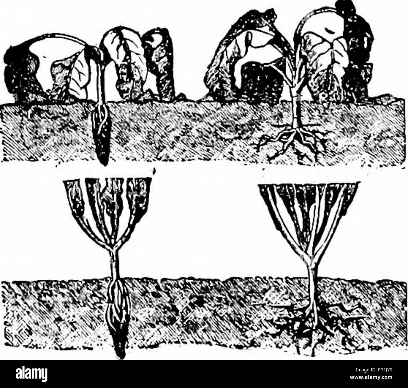 Dieses Gartenhandbuch behandelt wichtige Techniken für die Umpflanzung junger Pflanzen, die Gewährleistung optimaler Bodenbedingungen und die Förderung eines gesunden Wachstums. Sie unterstreicht die Bedeutung von Timing und Bodenvorbereitung für eine erfolgreiche Gartenarbeit. Stockfoto