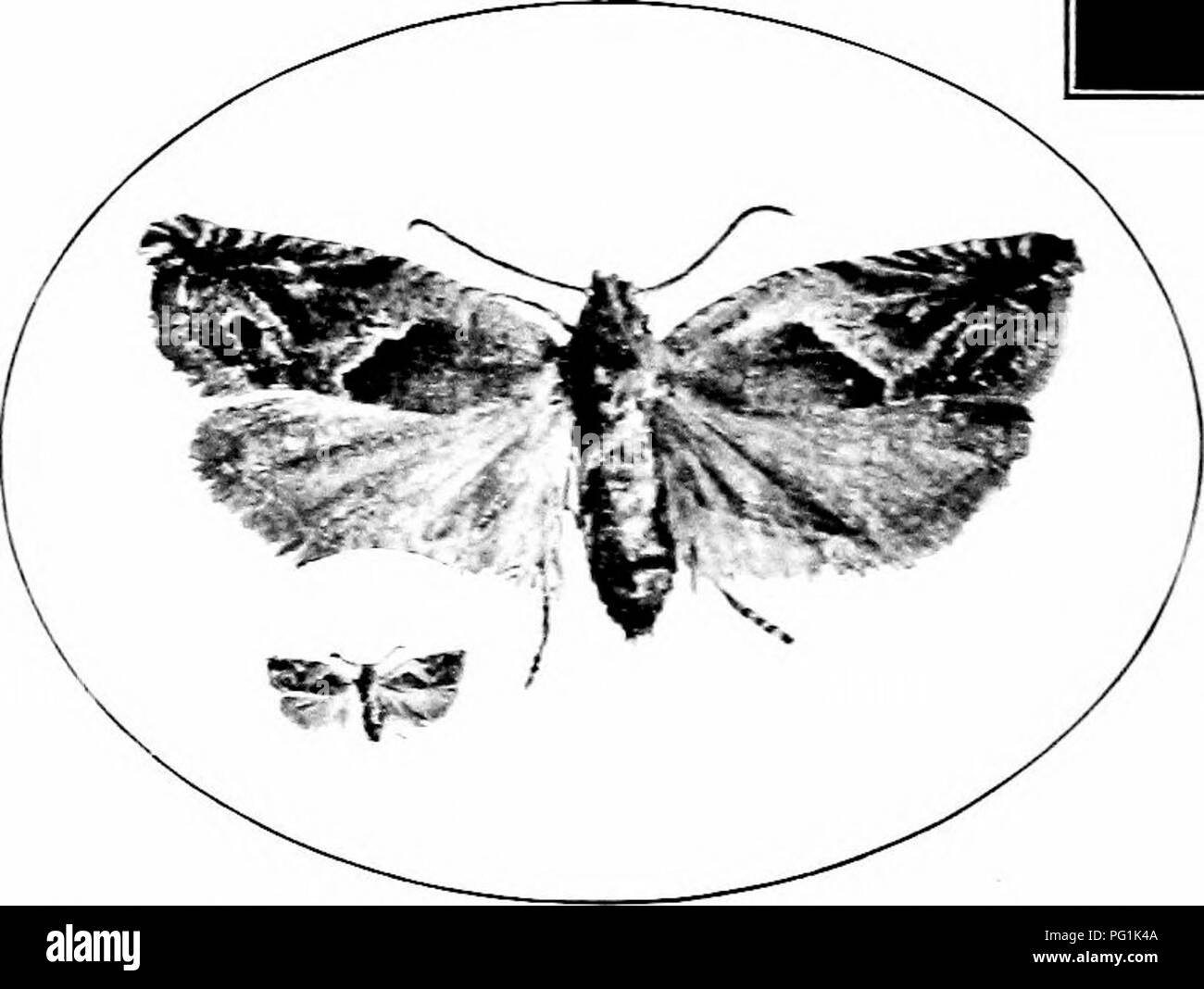 Diese Illustration stammt aus einer Arbeit über Insektenschädlinge, die speziell die Erdbeerwalze, einen bedeutenden Schädling von Erdbeerkulturen, beschreibt. Das Bild zeigt die durch das Insekt verursachten Schäden sowie Methoden zur Identifizierung und Bekämpfung. Es ist eine frühe Ressource in der landwirtschaftlichen Entomologie. Stockfoto