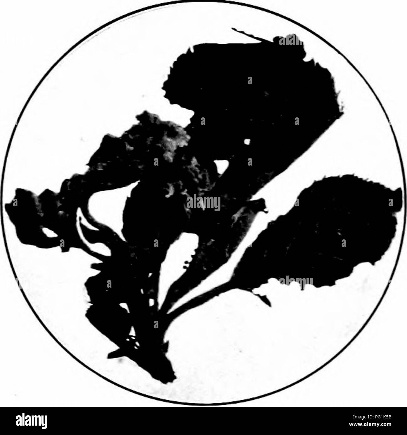 . Schädigende Insekten: Wie zu erkennen und zu steuern. Insekten und Schädlinge. Abb. 445. - Erwachsene des Blattes Crumpler. Vergrößert und in natürlicher Größe. Original. Frühjahr und Angriff auf die Ausschreibung Laub, die Dra-Ving die Blätter von einem Cluster mehr oder weniger zusammen mit Seide. Vor langem Die getrockneten Trauben von abgestorbenen Blätter sind auffällig. Der Erwachsene ist eine Motte e.x Ausbau des Bancassurance-Bereichs über drei Viertel eines Zoll, seine Flügel Grau, mit dunkler und Ughter Markierungen. Eier sind Mitte - Sommer, und der Junge lar - £ e Feed für eine Zeit, später moTng zu den Zweigen, wo sie - ihre winterschutz Struct. Früh, Prom Stockfoto