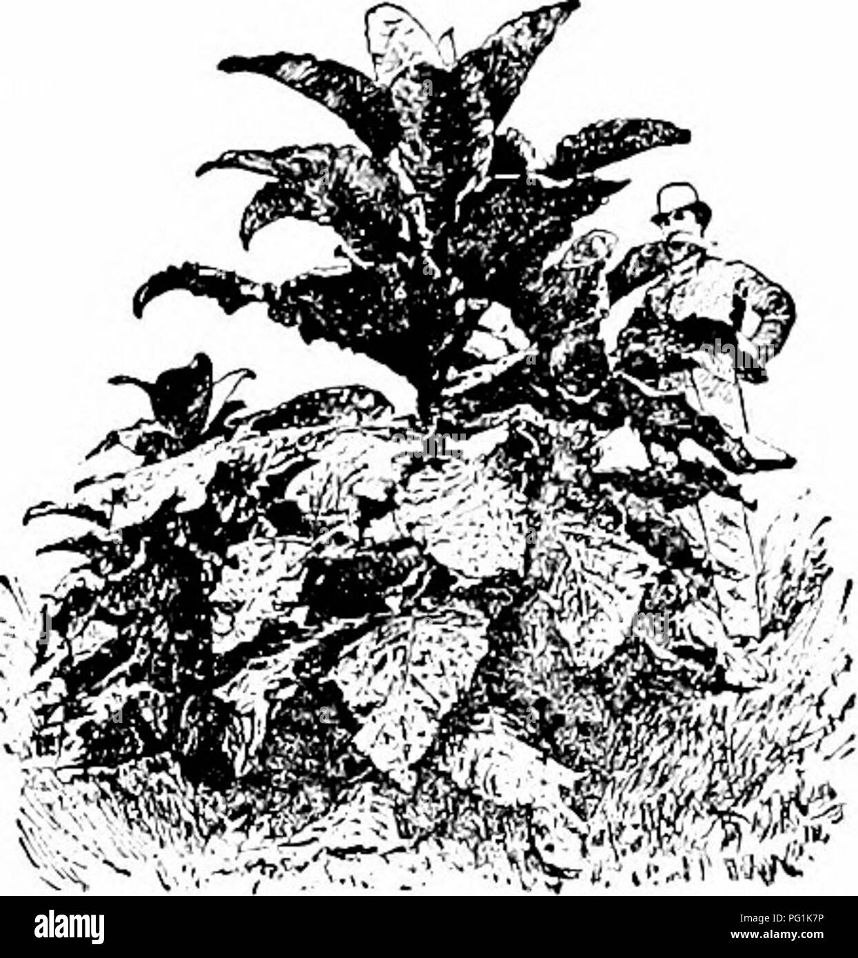 . Handbuch der Gartenarbeit; ein praktischer Leitfaden für die Herstellung der Anlage und den Anbau von Blumen, Obst und Gemüse für zu Hause. Im Garten arbeiten. 2 S. Funkia, oder Tag-Lily. Wo liegt das Hauptinteresse, - in der Anlage oder in der Blüte? Wilde Sträucher sind fast immer attraktiv in der Form und in der Gewohnheit, wenn in Grenzen und Gruppen gepflanzt. Sie verbessern das Erscheinungsbild unter Bearbeitung, weil sie sind. Bitte beachten Sie, dass diese Bilder aus gescannten Seite Bilder, die digital für die Lesbarkeit verbessert haben mögen - Färbung und Aussehen dieser Abbildungen können nicht Perfekt th ähneln extrahiert werden Stockfoto