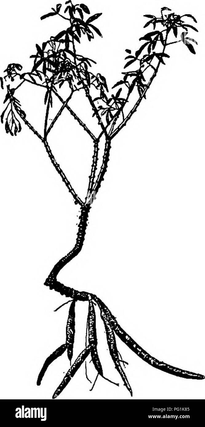 . Südliche Feldfrüchte (exklusiv von Futterpflanzen). Die Landwirtschaft. Kapitel XXVII 888 - Manihot utilissima Kassava, Maniok in tropischen Ländern genannt, ist ein Strauch 4 bis 10 Fuß hoch, die im allgemeinen Aussehen und foUage, etwas der Castor bean Anlage (Abbildung ähnelt. 199). 888 gehört zu der Milch - Unkraut Bildtermin geben (Euphorbiaceoe). Seine Heimat ist Brasilien, aber jetzt ist es in vielen tropischen und Semitropical Gebieten angebaut. Ich 433. Art. - Cassava hat in zwei Klassen eingeteilt worden, nämlich das Bittere und Süße. Bitter Cassava ist die Art gen - "Allgemein in den Tropen angebaut. Es Anford Stockfoto