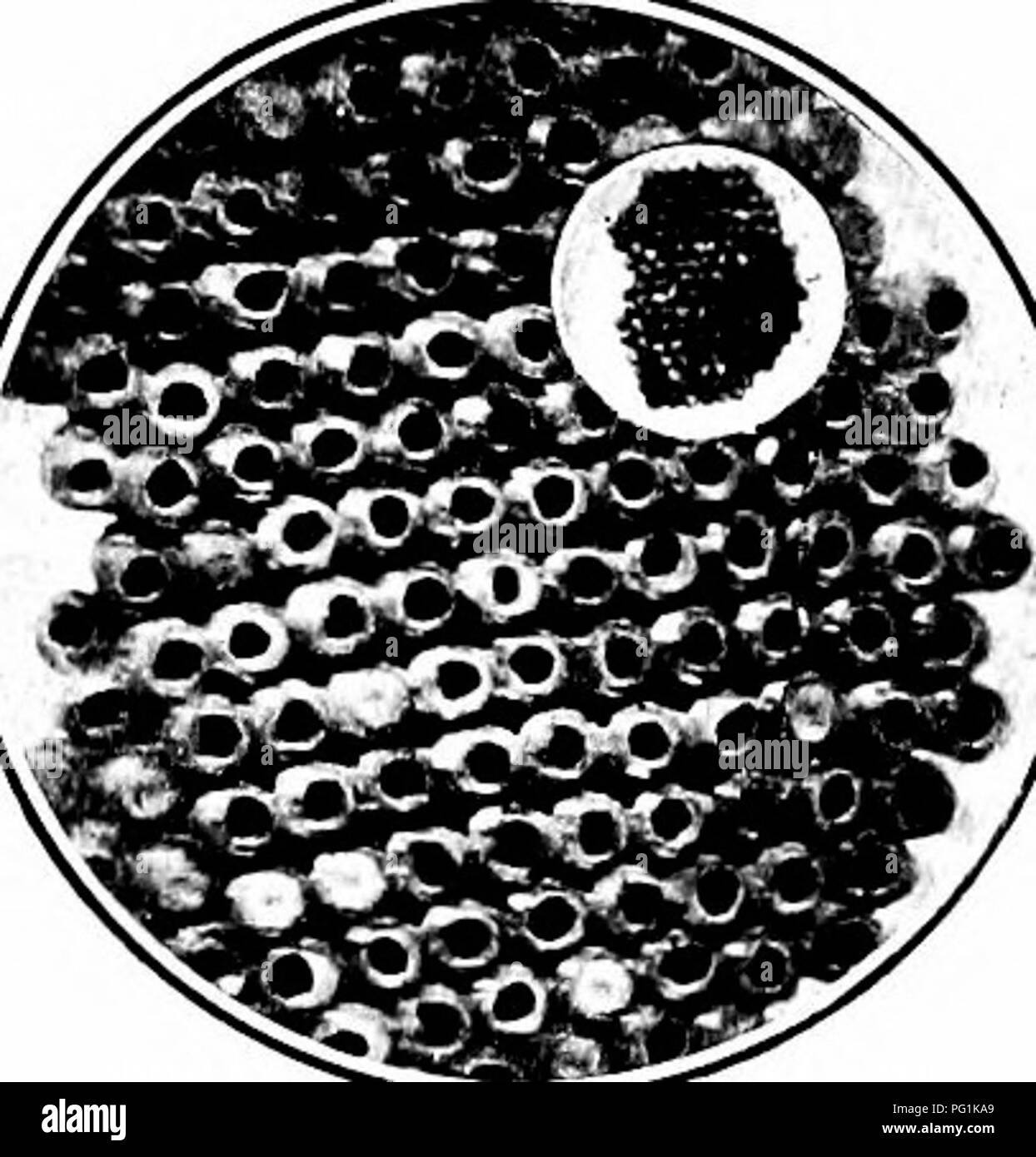 . Schädigende Insekten: Wie zu erkennen und zu steuern. Insekten und Schädlinge. 282 SCHÄDLINGE DER Obstgarten und kleinen Früchten. Das Leben in dieser Art unterscheidet sich von der Feder Geschmeiß. Die ausgewachsenen Larven in den Boden zu verwandeln, doch die Erwachsenen entstehen in dem Fall, anstelle der Feder. Ist das Weibchen flügellos, und gleichzeitig steigt die Amtsleitung und legt ihre Eier. Diese Eier bleiben über Win-ter. Sie schlüpfen in die Feder, mit der Eröffnung des Apple Laub. Spritzen mit arsenhaltiges Gifte wird diese Arten steuern. Wenn es erwünscht ist die Pest von Streifenbildung zu steuern, wird es Stockfoto