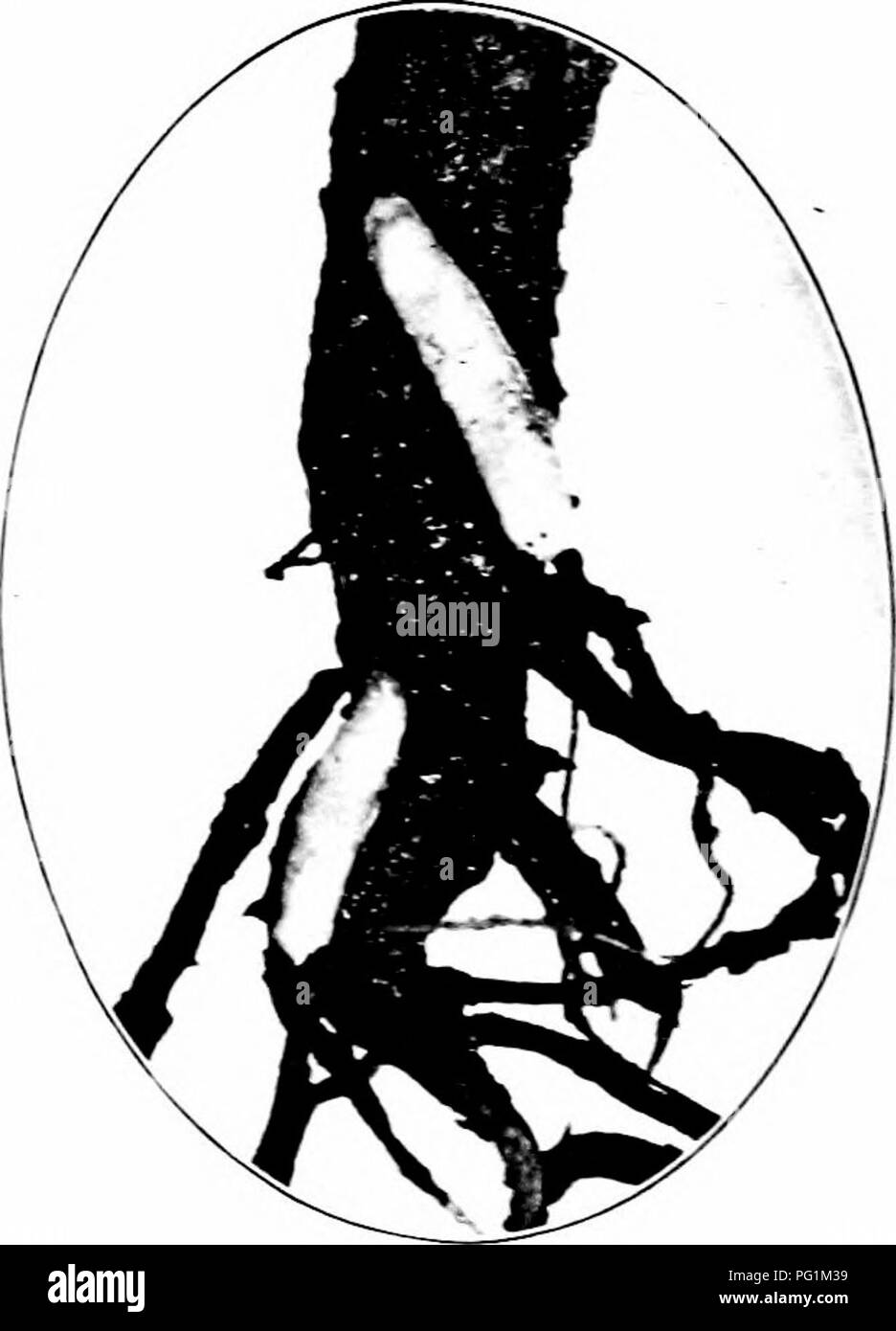 Dieses Bild zeigt verschiedene schädliche Insektenschädlinge, mit einem Fokus auf die Kohlemade und ihre Schäden an Kohlewurzeln. Die Abbildung dient als Leitfaden für die Identifizierung und Bekämpfung solcher Schädlinge, die häufige Bedrohungen für landwirtschaftliche Nutzpflanzen darstellen. Geeignete Schädlingsbekämpfungstechniken sind für den Schutz der Kulturen vor diesen schädlichen Insekten unerlässlich. Stockfoto