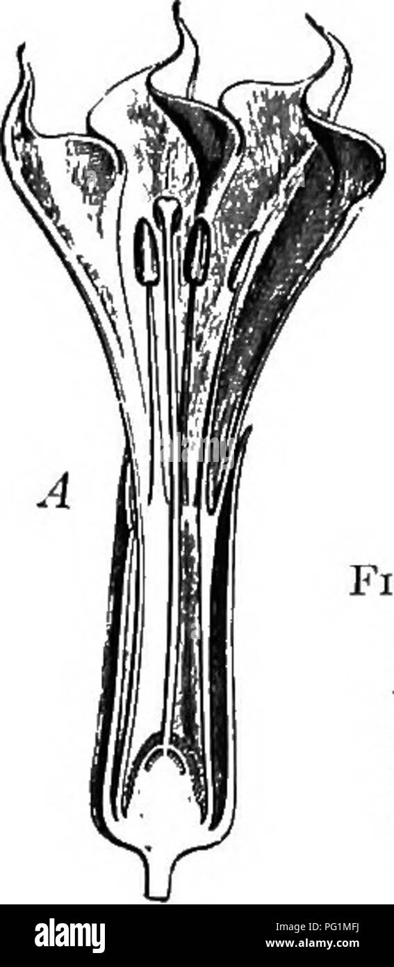 . Ein Lehrbuch der Botanik für die Sekundarstufe. Botanik. Abb. 291.-Zweig von Thorn - Apple (Familie der Nachtschattengewächse), Blumen und Obst.- Nach Baillon. Früchte, von denen einige nur sehr giftig. Unter den bekannten Pflanzen sind Capsicum (Paprika), Kirsche, Belladonna, matri-mony Weinstock, Bilsenkraut, petu-nia, und Thorn - Apple (Jim - Sohn - Weed) (Abbn. 291 und 292); während die drei fol-genden eine große kommerzielle Bedeutung: Kartoffel - Dies die meisten com-mon aller Gemüse wird oft als Irische Kartoffel, aufgrund ihrer allgemeinen Verwendung in Irland; aber ist es eine na- tive der Bergregion von Amer Stockfoto