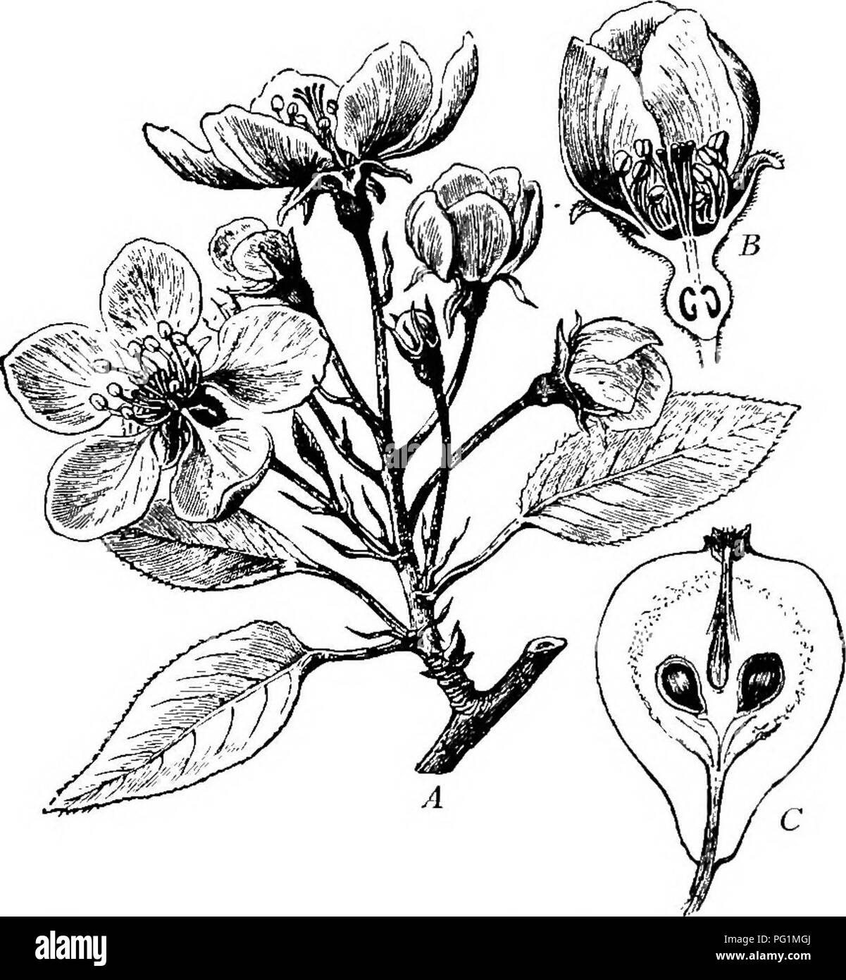 Dieses Lehrbuch bietet eine Einführung in die Botanik für Schüler der Sekundarstufe und behandelt Themen wie Pflanzenklassifizierung, Struktur und die Bedeutung von Pflanzen in Ökosystemen. Stockfoto