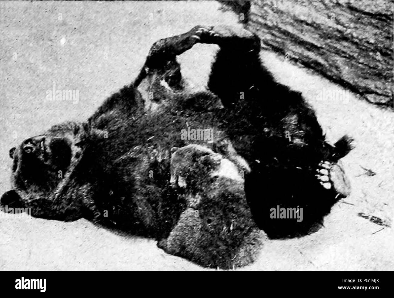. Beliebte amtliche Führer zu den New York Zoological Park. New York Zoological Park. Neue YOKK TIERPARK. 127. EROT EUKOPEAN'^'X TRAGEN. Tu'O jungen Krankenpflege sind. Die japanische Schwarzbär (Ursus japonicus), von nortli-ern Japan, ist einer der kleinsten lebenden Bären, nur größere sliglitly tlian der Malaiischen sun bear. Im Allgemeinen ap-pearance Es schlägt eine kleine Ausgabe des amerikanischen Schwarzbären. Das erste Exemplar an den Tierpark ausgestellt war sehr gutmütig, aber alle tliose erhalten hat, sind nervös und reizbar, und auch sehr schüchtern. Die Faultiere, (Ursus labiatus), oft cal Stockfoto