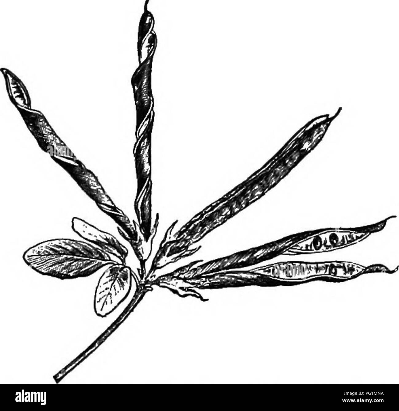 . Ein Lehrbuch der Botanik für die Sekundarstufe. Botanik. Abb. 248.- Die Frucht der Violett dis - Ladung Samen. - Nach Bail-LON. Abb. 249.- Die Hülsen einer Wild Bean (Lotus) Verdrehen bei der Wahrnehmung von Samen. - Nach Baillok. 255. Bitte beachten Sie, dass diese Bilder sind von der gescannten Seite Bilder, die digital für die Lesbarkeit verbessert haben mögen - Färbung und Aussehen dieser Abbildungen können nicht perfekt dem Original ähneln. extrahiert. Coulter, John Merle, 1851-1928. New York, D. Appleton Stockfoto