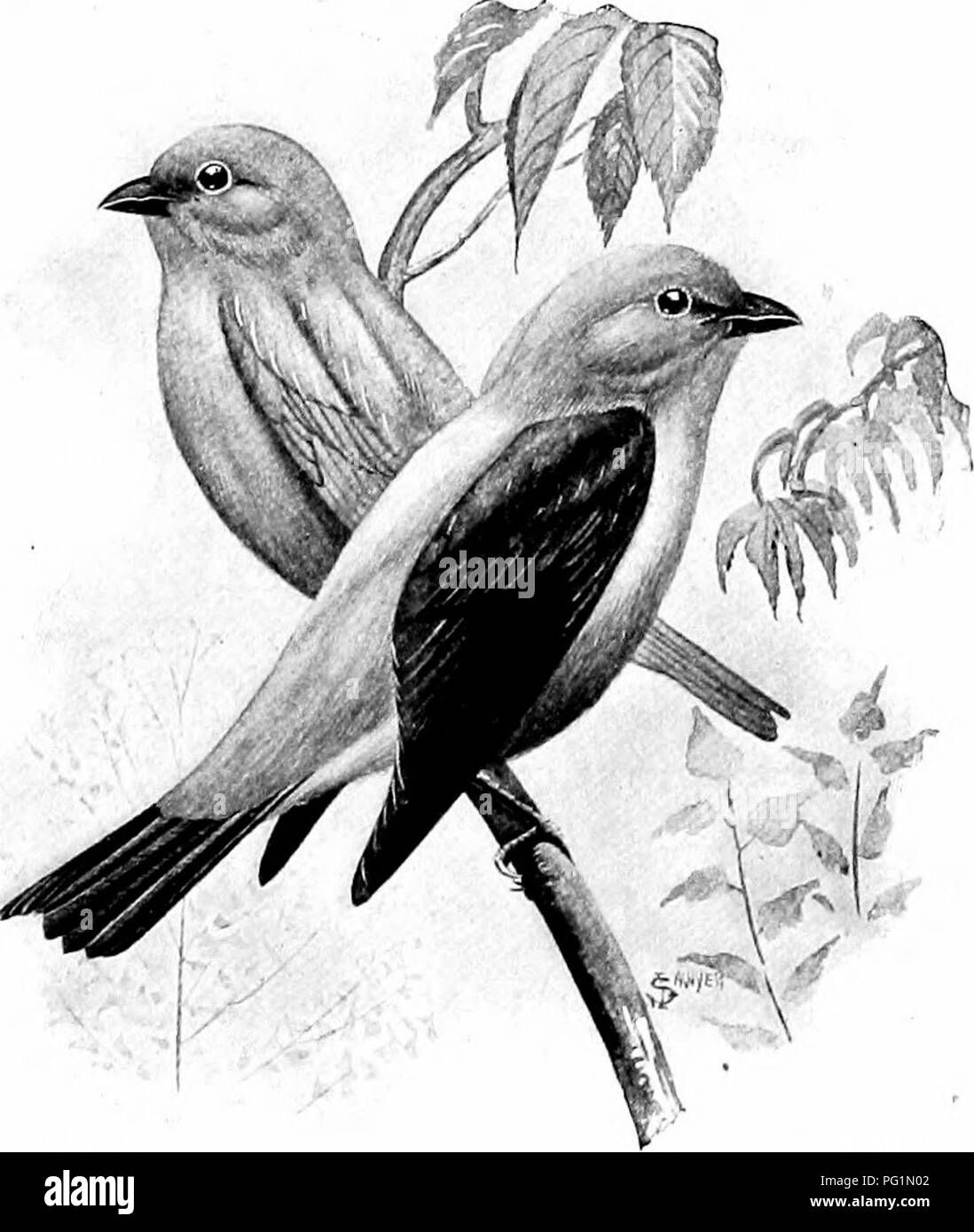 . Die American Natural History; eine Stiftung für nützliches Wissen der höheren Tiere von Nordamerika. Natural History. Colorado nach Washington, DC im Westen es herab nach Arizona, aber everyw" hier in den Vereinigten Staaten ist es nur ein Winter Besucher. Mit einem Opera-Glas Es ist immer leicht durch seine gekreuzt Rechnung anerkannt. Die American Goldfinch^ ist ein conspicu- Yellow Bird, obwohl recht klein. Es ist ein Pralles-bodied, flauschige kleine Vogel, alle Schwefel yel - niedrig, außer eine kreisrunde Schwarze Kappe auf dem Kopf und schwarze Garnituren auf seine Flügel und Schwanz. Es ist vorzüglich schön und, wie ein feathe Stockfoto