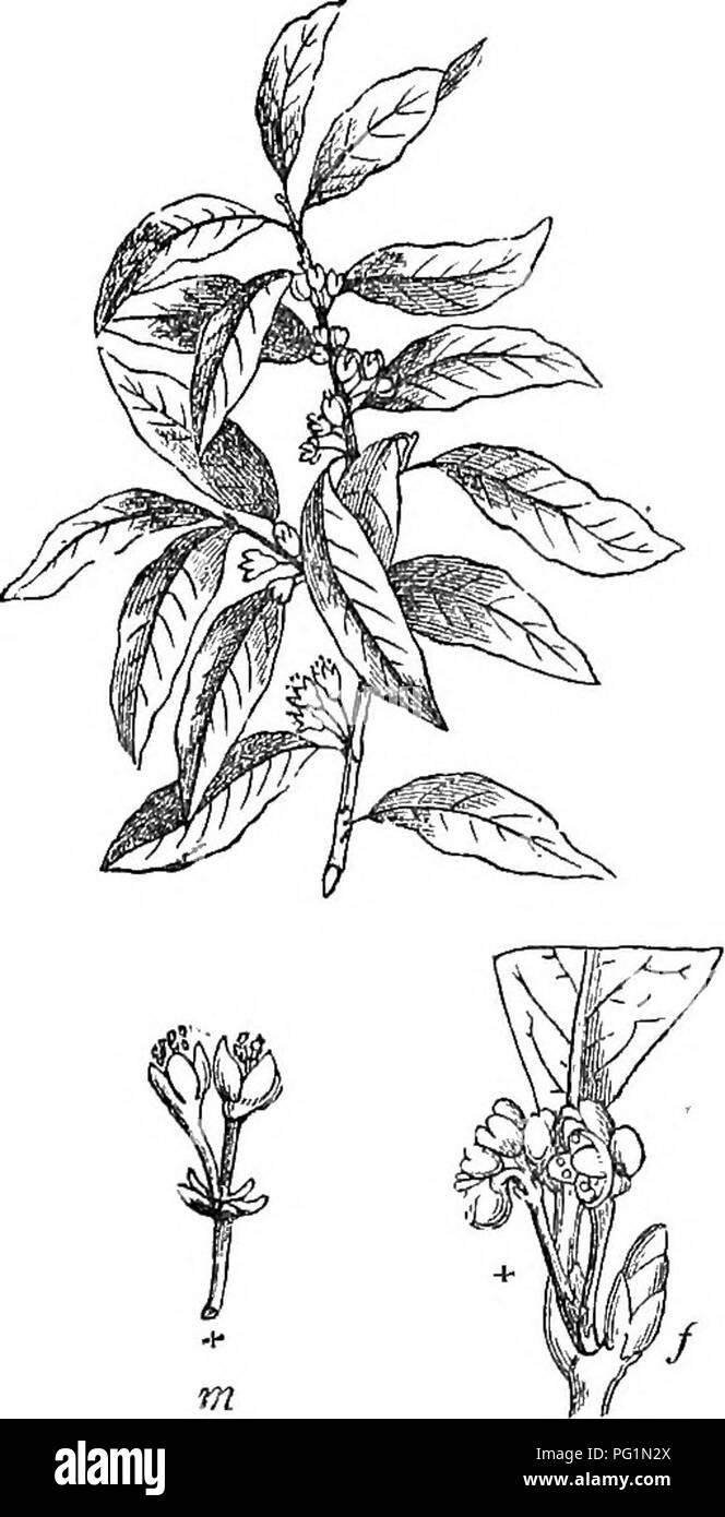 . Bäume und Sträucher: eine Übersicht des Arboretums et fruticetum britannicum: Mit der Hardy Bäume und schrubs von Großbritannien, einheimischen und ausländischen, wissenschaftlich und im Volksmund beschrieben: Mit ihrer Vermehrung, Kultur und verwendet und Gravuren auf fast alle Arten. Bäume, Sträucher, die Wälder und die Forstwirtschaft. 682 ARBORETUM ET FRUTICETUM BRITANNICUM. Lanzettlichen, Veiny. (Willd.) Ein Evergreen niedrigen Baum oder großer Strauch. Italien, Griechenland, und nördlich von Afrika. Höhe 30 ft. bis 60 ft. 1362 eingeführt, oder vor. Blüten weiß oder gelb; April und Mai. Berry sehr dunkles Purpur; im Oktober reif. Varietie Stockfoto