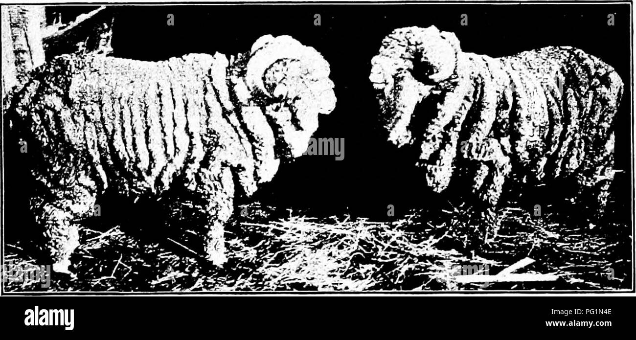 . Arten und Rassen der Tiere. Viehbestand. 342 Schafe Aguirre Merinos. Dieser Typ hatte mehr Wolle über das Gesicht und Beinen als die anderen Arten. Die Wolle war mehr gequetscht als die Paulars und weniger als die Negrettes und war dick und weich. Die aguirres hatte kurze Beine, runden und breiten Körper, und viel lose Haut oder Falten. Negrette Merinos. Das sind die grössten und stärksten Der Transhumantes Schafe von Spanien. Die Wolle war etwas kürzer und offener als die des Paular, und "geneigt zu verdoppeln." Viele Negrettes wooled im Gesicht und an den Beinen zu t Stockfoto