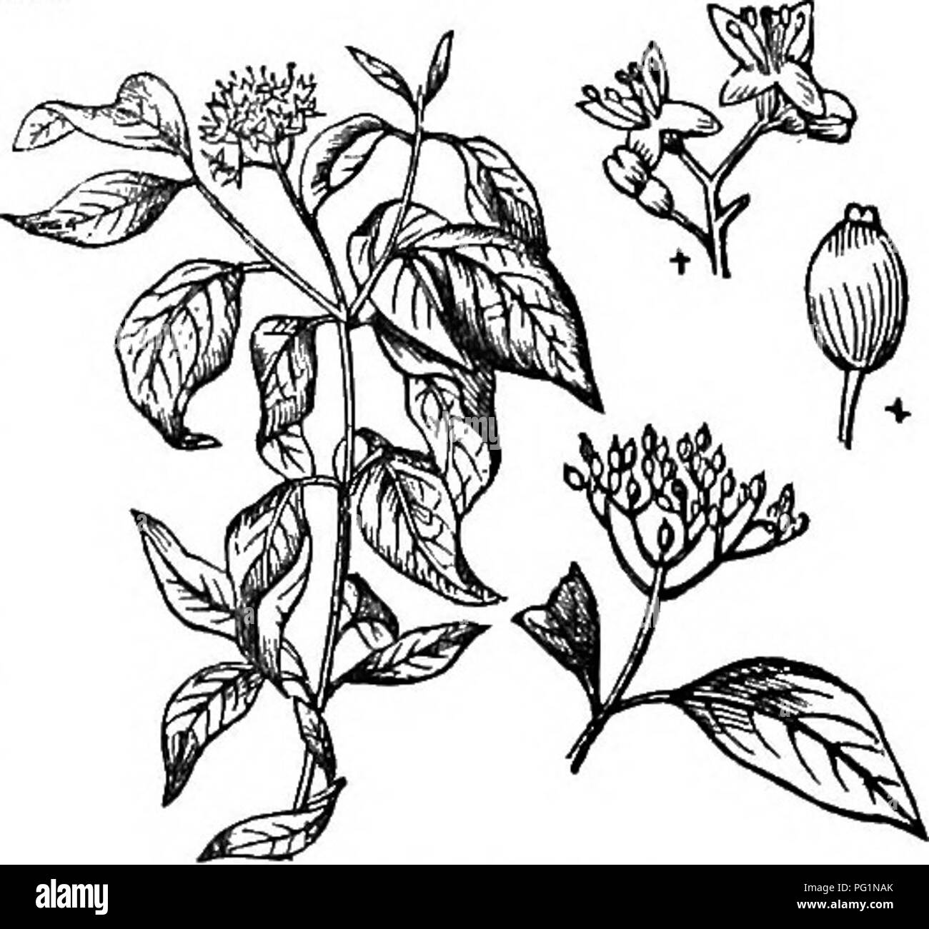 Dieser Leitfaden enthält Beschreibungen und Anbaudetails für harte Bäume und Sträucher Großbritanniens, sowohl einheimisch als auch eingeführt. Es enthält Informationen über Vermehrung, Pflege und Verwendung verschiedener Arten, was es zu einer wertvollen Ressource für Gärtner und Gartenbauern macht, die sich für die Artenvielfalt der britischen Flora interessieren. Stockfoto