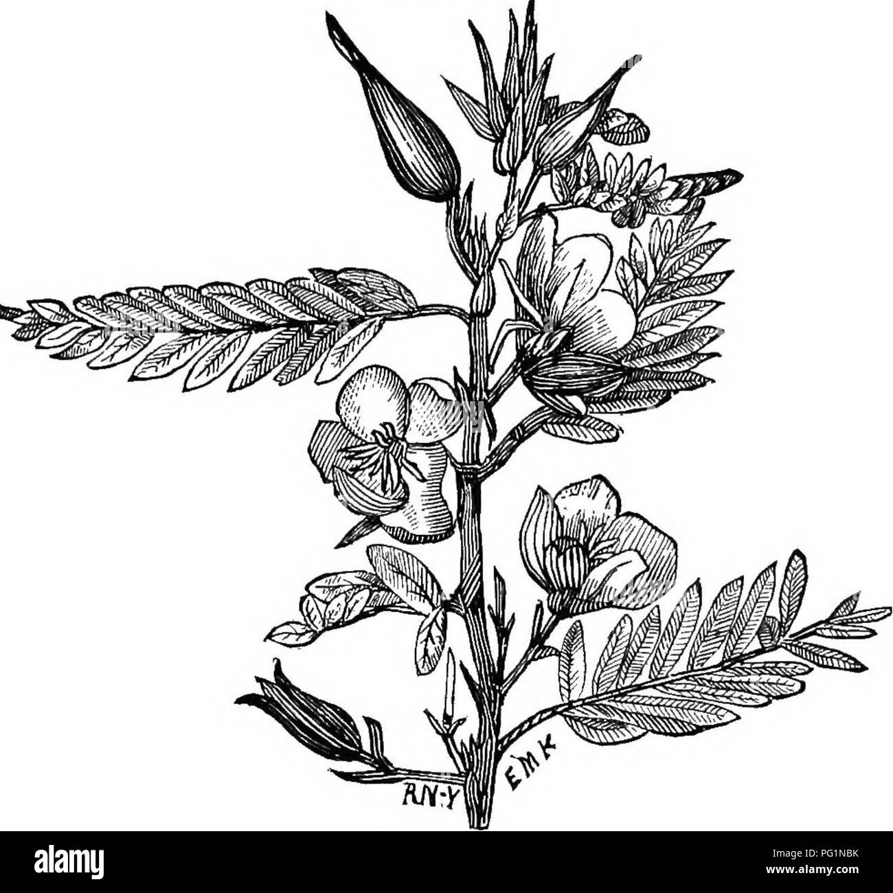 . Die Biene - der Keeper Guide: oder Handbuch der Imkerei. Biene Kultur; Bienen. OH, MANUAI, der THB BIENENHAUS. 429 Honig ist in Ordnung, denn wir erwarten sollten, da es gehört^ s mit dem Klee, zur großen Familie der I&lt; eguminosae. Von dem rasanten Wachstum, schöne Form, und stattlichen Laub, wäre es unter unseren ersten Schatten Rang - Bäume, waren es nicht, es ist so spät Verbreitung der Überdachung der Grünen, und so ruinösen Angriff durch die Sonden, die letzte Besonderheit der incom-Bild verantwortlich. 233.. Partridge Pea. - Original. Gleichnis Ahornbäumen. Waschen die Stämme der Bäume im Juni und Juli mit Schmierseife werde ich Stockfoto