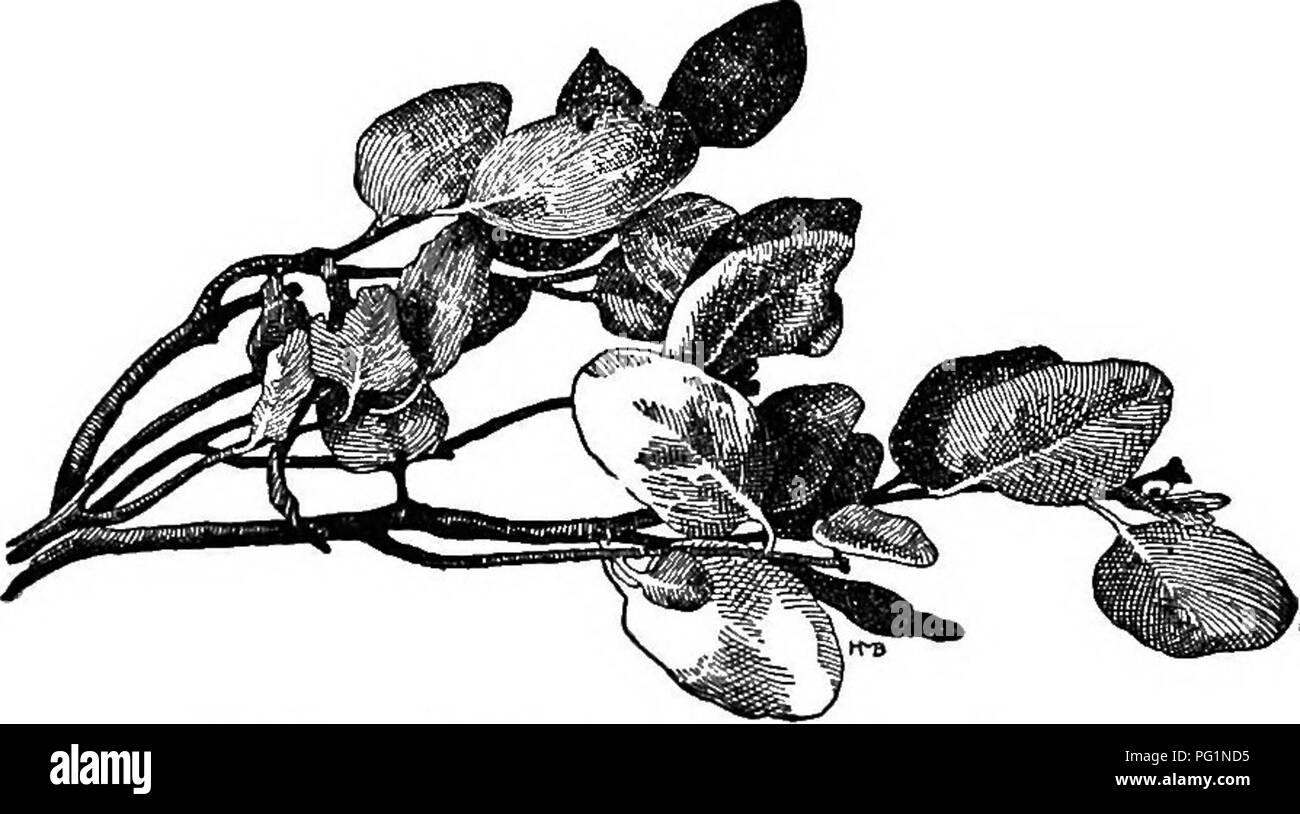 . Cyclopedia der amerikanischen Gartenbau, bestehend aus Anregungen für den Anbau von Gartenpflanzen, Beschreibungen der Arten von Obst, Gemüse, Blumen und Zierpflanzen in den Vereinigten Staaten und in Kanada verkauft, zusammen mit geographischen und Biographische Skizzen. Im Garten arbeiten. ARCHONTOPHCENIX AKDISIA 91 A. Blatt Segmente weißlich unter. Alex&amp; ndreee, H. Wendl. &Amp; Drude (Ptychospirma Alex - dndrem, S. Muell.). Trunk 70-80 ft.: Ivs. Mehrere ft. lang; rachis sehr breit und dick, kahl oder leicht scurfy; Segmente zahlreiche, die längeren 1% ft. langen, i4-l in. breiten, acumi Stockfoto