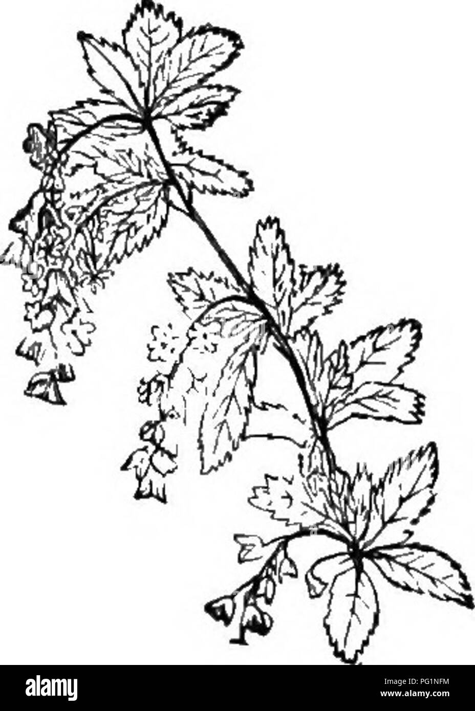 . Die Biene - der Keeper Guide: oder Handbuch der Imkerei. Biene Kultur; Bienen. Abb. 210.. Chinesische Wisiaria. - Ori; Berberitze.- teacupful Orijilnah bald sammeln, von Hand, klare, schöne Nektar von gutem Geschmack. Chinquapin {Castanea pumila) ist ein ausgezeichneter Honig - Anlage im Carolinas. Das Pferd - Mint (Abb. 213), (Monarda aristata), vor allem in Texas, ist das Senden der Bienen, ihre Bienenstöcke mit ihrer besonderen, aromatischen Nektar geladen. Dies, mit der buckthorns, Arten von Rhamuus und Ceonothus, Ertrag Honig in den Juni. Diese Pflanzen decken oft Morgen in Wisconsin und Minnesota. Herr. Bitte beachten Sie, dass diese Bild Stockfoto