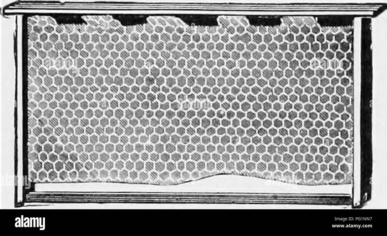 . Die Biene - der Keeper Guide: oder Handbuch der Imkerei. Biene Kultur; Bienen. Oder, MANUAI, der IMKEREI. 365 aber gut befestigt, LAN-Frames (Abb. - s. 178 und 70) sind schnell - in Gebrauch. Ein weiterer Punkt stark - zugunsten von solchen Telegrammen ly ist, dass sie bearbeitet oder ausgeliefert werden, und es besteht nicht die geringste Gefahr ihrer Kämme fallen aus dem Rahmen. Herr Jones, die per Kabel Frames verwenden wir möglicherweise dünner Abb. 177.. Von American Bee Journal. Stiftung, und damit ein Drittel der Kosten sparen. Die Kabel sollten zwei Zentimeter voneinander entfernt sein, und die extreme Drähte nicht mehr als Halb Zoll von der Seite Stockfoto