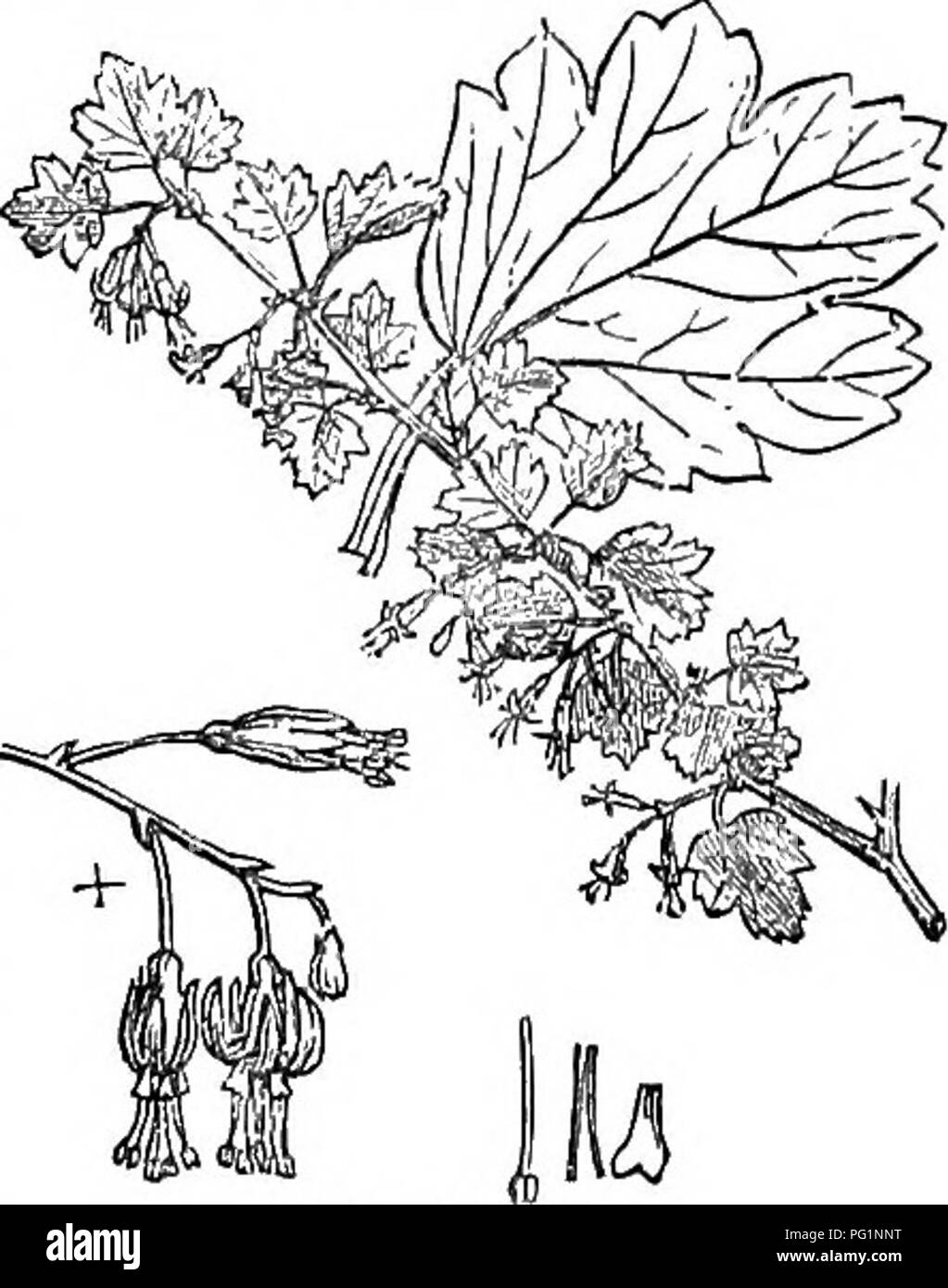 Dieser verkürzte Leitfaden zu Bäumen und Sträuchern enthält Beschreibungen verschiedener Arten, die in Großbritannien heimisch sind, zusammen mit ihrer Verwendung, Vermehrung und kulturellen Bedeutung. Der Text konzentriert sich auf Ribes triflorum (dreiblütige Stachelbeere) und seine Identifizierung und botanische Details. Stockfoto
