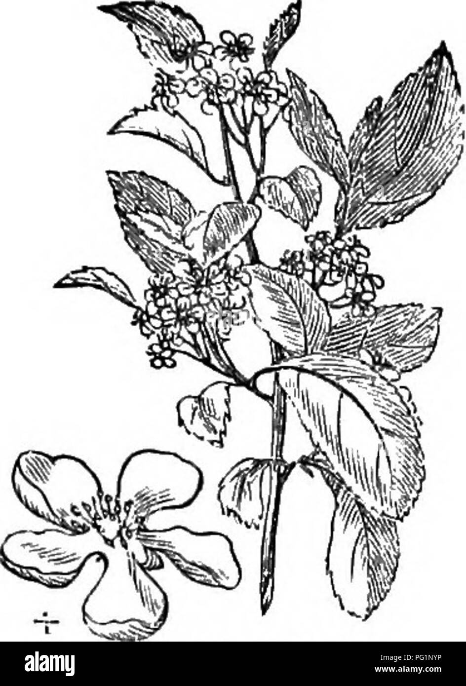 Ein umfassender Leitfaden zu harten Bäumen und Sträuchern in Großbritannien, der einheimische und fremde Arten, ihre Vermehrung, Kultur und Verwendung beschreibt. Es enthält Abbildungen verschiedener Arten und beschreibt deren Eigenschaften wie Blattform, Fruchtart und Blütengewohnheiten. Die Arbeit richtet sich an Gärtner und Botaniker. Stockfoto