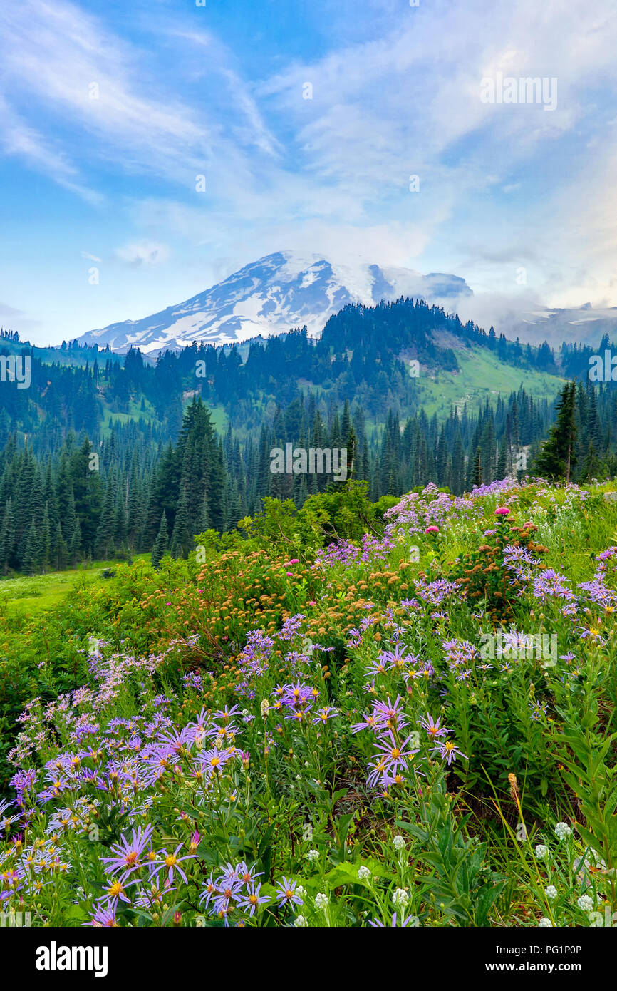 Sommer Wildblumen blühen Mount Rainier im Hintergrund Stockfoto