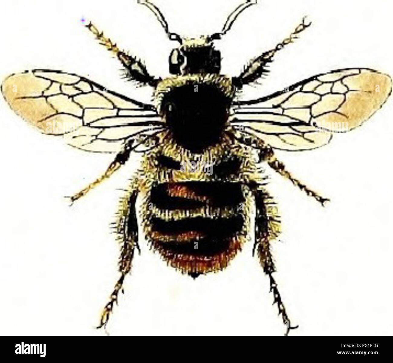 Dieses Buch von William Shuckard bietet eine Einführung in das Studium einheimischer britischer Bienen und untersucht deren Verhalten, Naturgeschichte und wirtschaftliche Bedeutung in Bestäubung und Landwirtschaft. Stockfoto