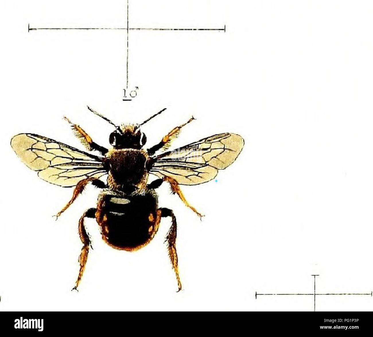 William Edward Shuckards Studie über britische Bienen gibt eine Einführung in die auf den Britischen Inseln heimische Art. Es untersucht ihre natürliche Geschichte, Ökologie und die wirtschaftliche Bedeutung von Bienen für die Bestäubung und Honigproduktion und trägt zum Verständnis des Bienenverhaltens und ihrer Rolle in der Landwirtschaft bei. Stockfoto