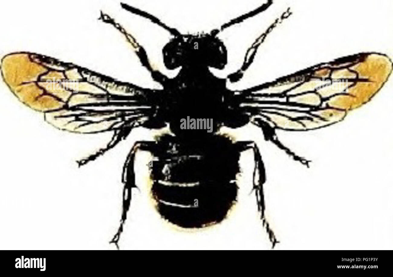 Ein Leitfaden zur Naturgeschichte und ökologischen Rolle britischer Bienen mit Schwerpunkt auf ihrem Verhalten, ihrem Lebenszyklus und ihrer Bedeutung für lokale Ökosysteme. Die Arbeit untersucht die verschiedenen Bienenarten, die auf den Britischen Inseln beheimatet sind, und ihre Beiträge zur Bestäubung und Artenvielfalt. Stockfoto