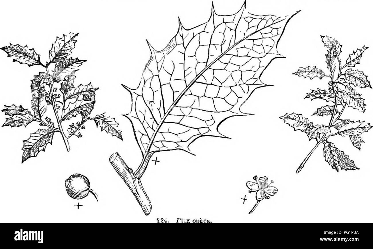 . Bäume und Sträucher: eine Übersicht des Arboretums et fruticetum britannicum: Mit der Hardy Bäume und schrubs von Großbritannien, einheimischen und ausländischen, wissenschaftlich und im Volksmund beschrieben: Mit ihrer Vermehrung, Kultur und verwendet und Gravuren auf fast alle Arten. Bäume, Sträucher, die Wälder und die Forstwirtschaft. XXI. ^^ QUIFOLIA CEiE: Z^LEX. 161, Carolina. Höhe in England 10 ft. bis 20 ft.; in Carolina 60 ft. bis 80 ft In^ oducedin 1744. Blüten weiß, Mai und Juni. Steinfrucht scarlet • reif in Decemoer, und bleiben Sie auf der Bäume alle den Winter. "Ich I. u. 2 Uixifldra, I. laxiflora Lam., I. op&amp; ca Var Stockfoto