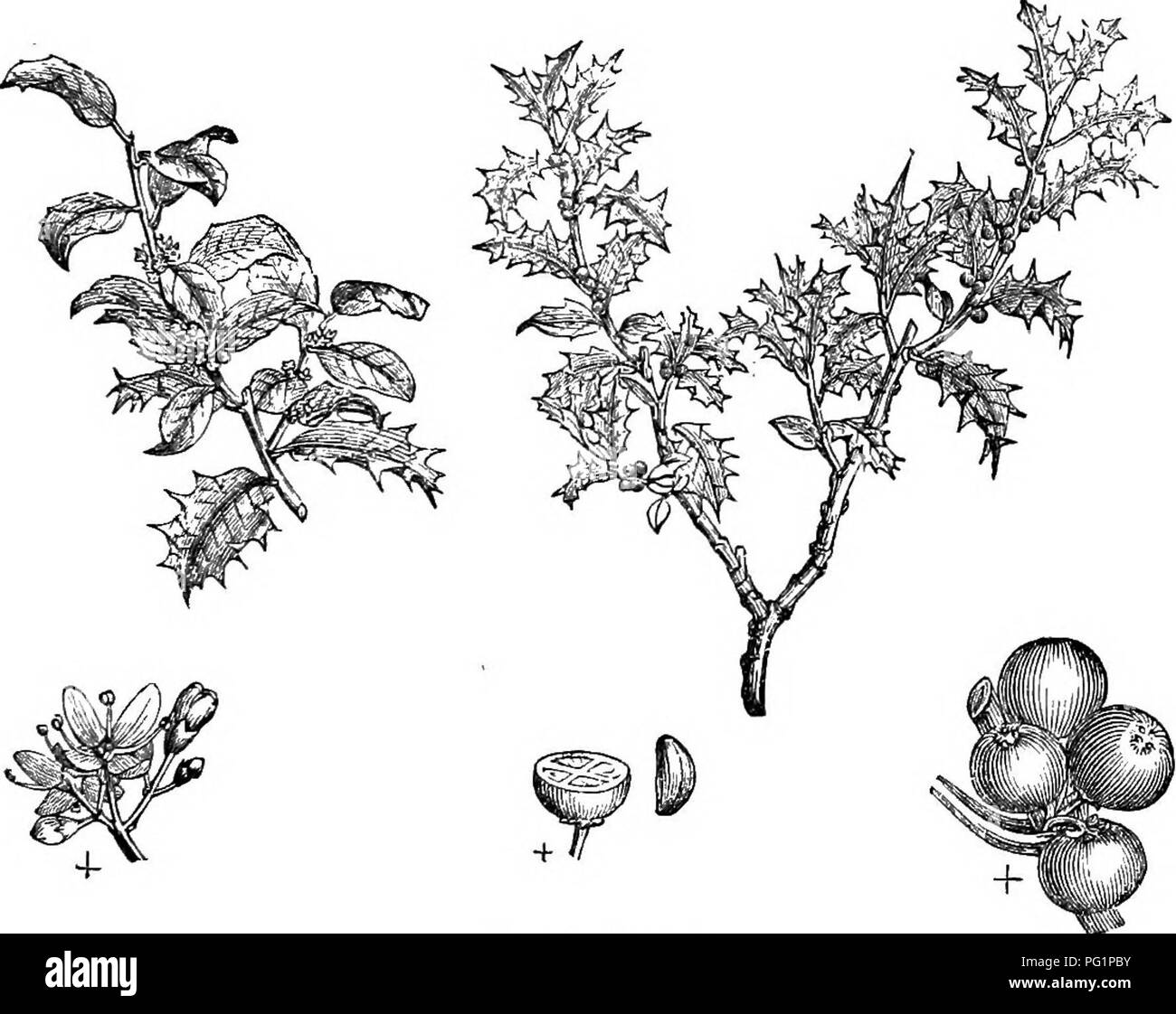 Diese Arbeit beschreibt harte Bäume und Sträucher Großbritanniens, sowohl einheimische als auch ausländische, mit Details über ihre Ausbreitung, Kultur und Verwendung. Die stechpalme, eine einheimische europäische Art, wird wegen ihrer stacheligen Blätter und ihrer historischen Bedeutung hervorgehoben. Illustriert mit Stichen von Arten. Stockfoto