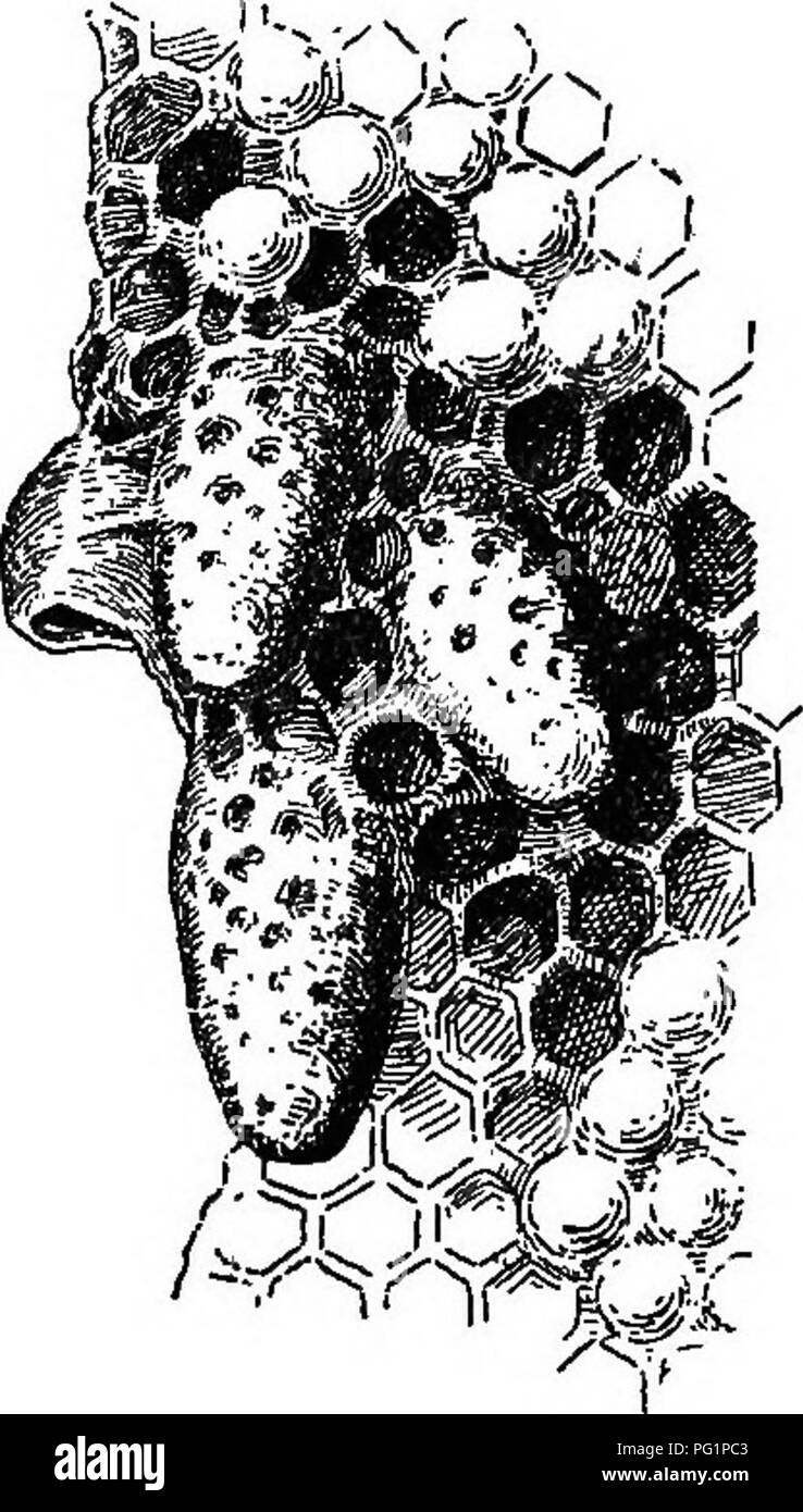 . Honig und Imkereien in Maryland. Bienen. Die VERWALTUNG OP BIENEN. 241 Auf oder nach dem Auftauchen der ersten Königin, die Königin remainiftg Zellen in der Regel zerstört werden. Dies ist nicht immer getan, aber, und damit auch die Ausgabe von mehreren kleinen Schwärmen (nach Schwärmen), nach der ersten oder prirne Schwarm Ergebnisse. Der Schwarm nach ausstellen, wenn nicht berücksichtigt durch die Imker, sucht ein Zuhause in einem hohlen Baum oder sonst wo. Die übergeordnete Kolonie erwirbt Kraft aus der Brut durch die alte Königin, Links, und später aus der Nachkommenschaft der jungen Königin, die von einer der Königinnen Zellen unter der Schwarm gebaut entsteht Stockfoto