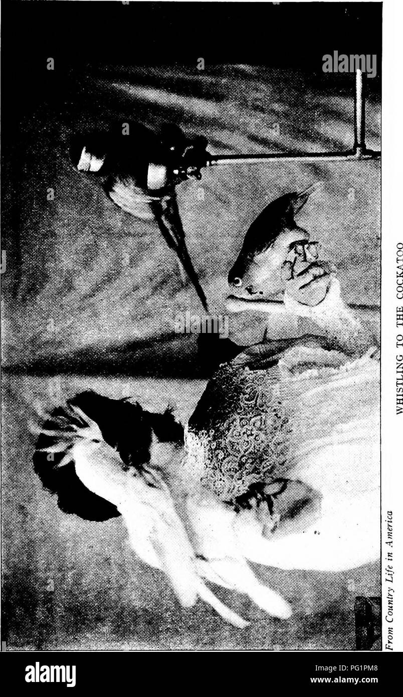 Dieses Buch, illustriert von Anna Botsford Comstock, Henry B. Lord und Albert Hazen Wright, bietet detaillierte Illustrationen und Beschreibungen verschiedener Haustiere mit Schwerpunkt auf deren Verhalten, Lebensräume und Pflege. Der Inhalt soll ein umfassendes Verständnis von Haustieren und ihrer Rolle in der menschlichen Gesellschaft vermitteln. Stockfoto