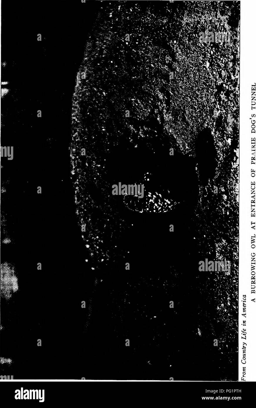 . Die pet-Buch. Haustiere. . Bitte beachten Sie, dass diese Bilder sind von der gescannten Seite Bilder, die digital für die Lesbarkeit verbessert haben mögen - Färbung und Aussehen dieser Abbildungen können nicht perfekt dem Original ähneln. extrahiert. Comstock, Anna Botsford, 1854-1930; Herr, Henry B. ins; Wright, Albert Hazen, 1879-1970 ins; Comstock, Anna Botsford, 1854-1930.ins. Ithaca, N.Y.: Comstock Stockfoto