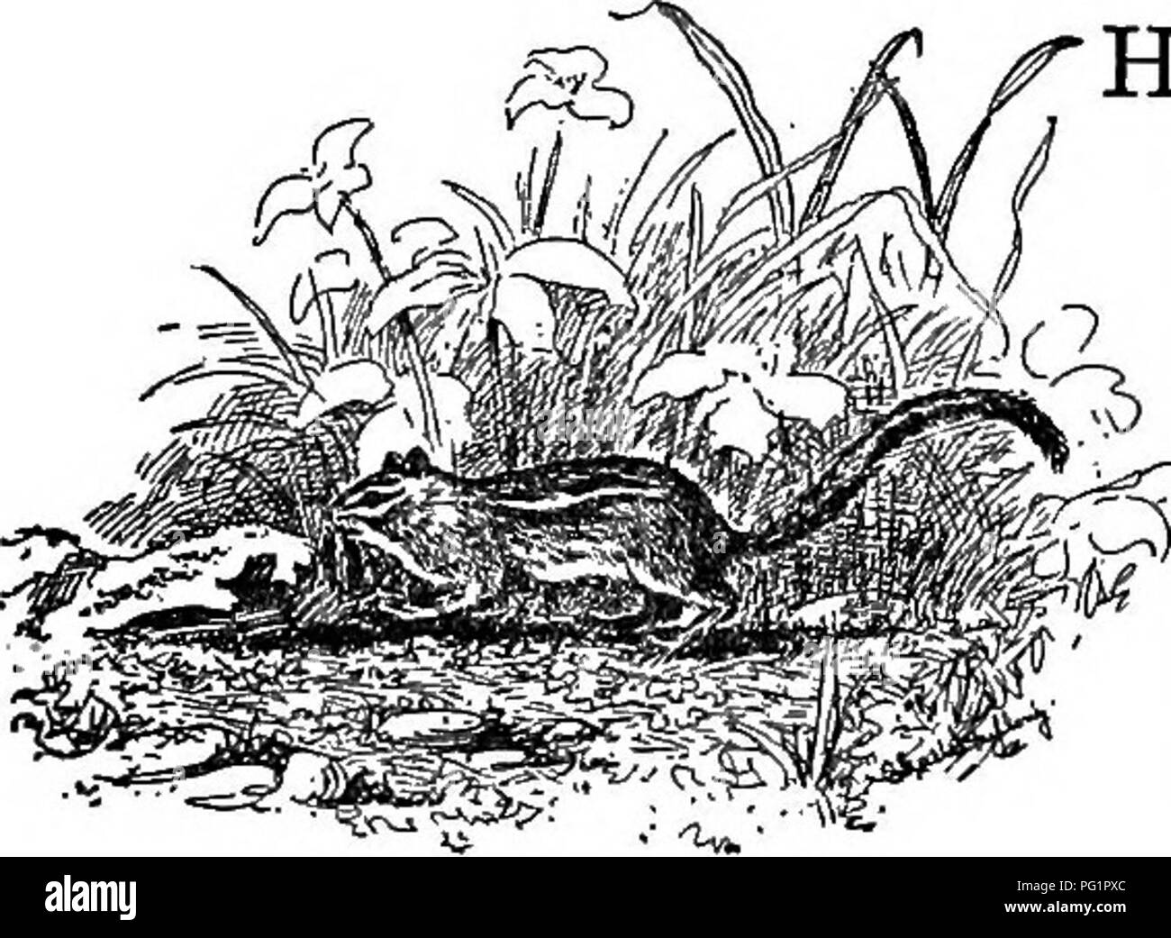 . Die pet-Buch. Haustiere. Der CHIPMUNK HEREVER dieses kleine Erdhörnchen gefunden wird, ist er leicht gezähmt, und der beste Weg, ihn für ein Haustier zu halten, lassen wir ihn Leben&gt; von Türen unter natürlichen Bedingungen, und die Arbeit nach und nach in seinem Vertrauen durch ihn füttern. Wir haben seit Jahren solch intime chipmunk Freunde, und haben Sie viel mehr, als wenn sie eingesperrt waren, genossen. Sie erfahren bald Mitglieder der Familie zu wissen; und eine der größten Freuden, eine solche Beziehung hat die Art und Weise, die Mutter der Young-sters uns als Freunde zu betrachten gelehrt hat. Ich weiß nicht mehr von de-lichte Erfahrung als zu Stockfoto