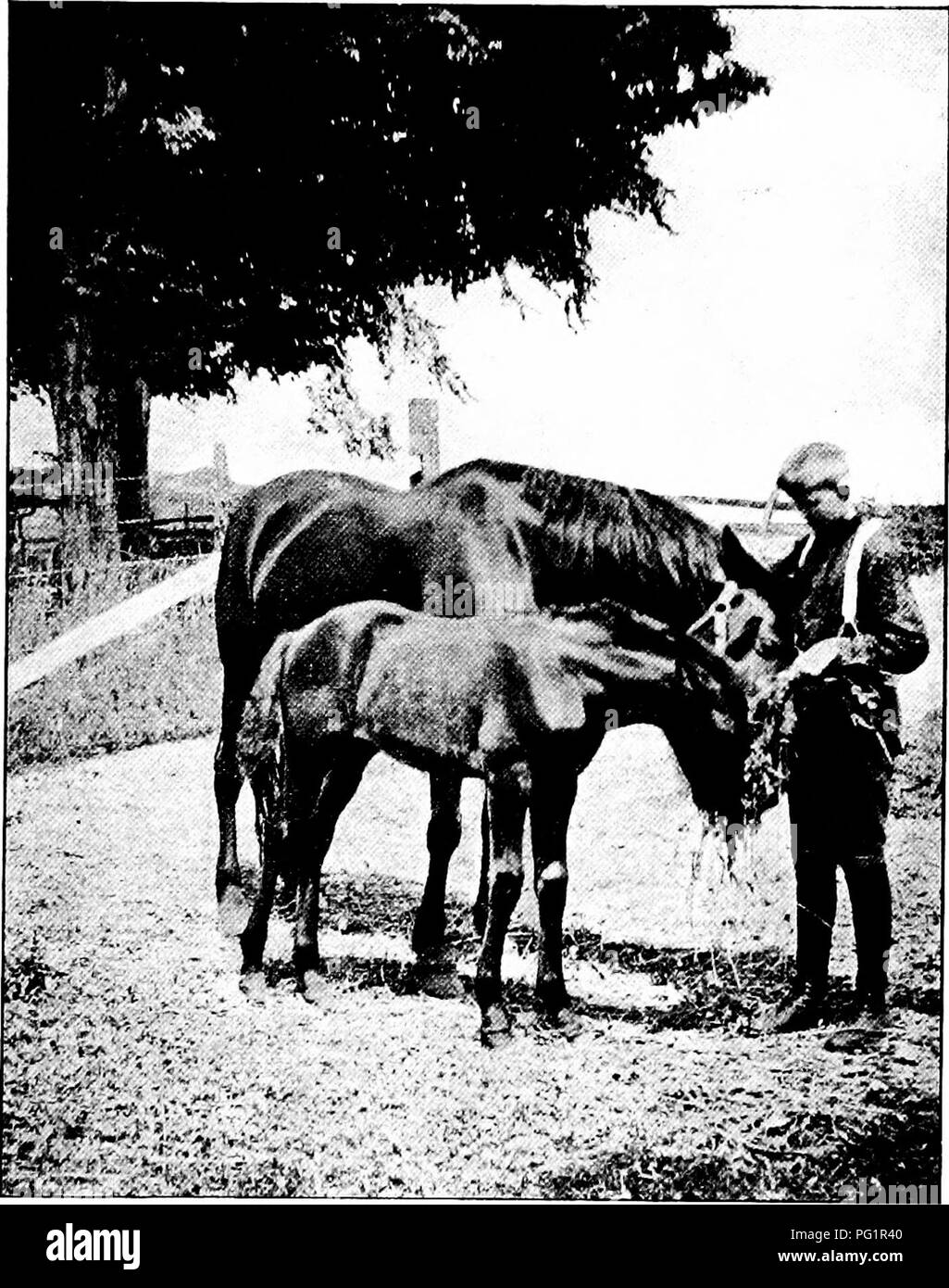 . Die pet-Buch. Haustiere. Ph t durch ich Mil der PET-HENGSTFOHLEN. Bitte beachten Sie, dass diese Bilder sind von der gescannten Seite Bilder, die digital für die Lesbarkeit verbessert haben mögen - Färbung und Aussehen dieser Abbildungen können nicht perfekt dem Original ähneln. extrahiert. Comstock, Anna Botsford, 1854-1930; Herr, Henry B. ins; Wright, Albert Hazen, 1879-1970 ins; Comstock, Anna Botsford, 1854-1930.ins. Ithaca, N.Y.: Comstock Stockfoto