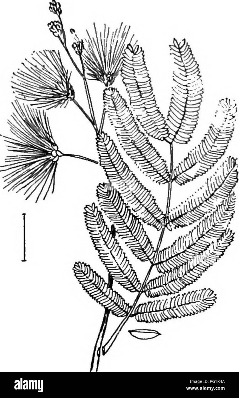 . Ziersträucher der Vereinigten Staaten (Hardy, kultiviert). Sträucher. ALBIZZIA 131 SCHLÜSSEL ZU DEN ARTEN VON C^SALPINIA * Staubgefäßen und Stil Rot und sehr langen, weit teyond die Blütenblätter. (A.) A. Kelchblätter behaarte-Gesäumten; Pflanze ohne Dornen oder Stacheln. Gillies' C^ SALPiNiA oder La Plata Poinciana (166) - caesalpinia Gfl-liesii. A. in der Anlage mit wenigen verstreuten kribbelt und Crisped gelben Blütenblättern; immergrün. Bakbadoes Pkide (167) oder Zwerg Poinciana - Csesalpinia pulchSrrima. * Staubblätter nicht besonders lange oder weit über die blütenblätter Gilts. (B.) B. Anlage ohne Stacheln; Blätter der Blätter | -1 Zoll l Stockfoto