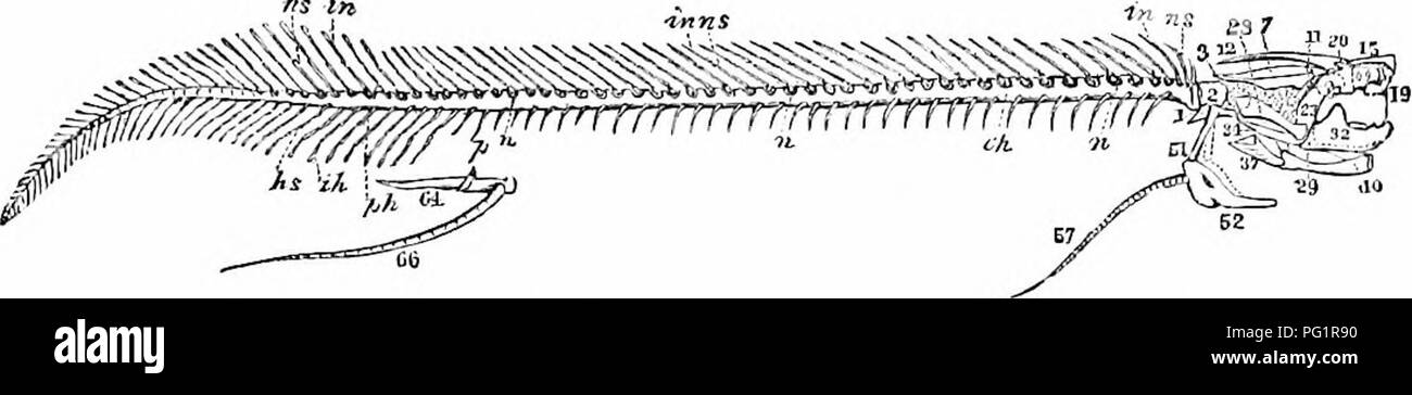 . Auf der Anatomie der Wirbeltiere. Wirbeltiere; Anatomie, Vergleichende; 1866. Anatomie der Wirbeltiere. 47 Die Sirene lacertlna hat zwisch en achtzig und neunzig Trunk-Wirbel. Sie haben viele Längskanten, die neuronalen Bogen mit dem centrum Alt-friedrichsfelde hat die neuronale Wirbelsäule bildet die höchste Kante und bifurcates posterior nach zygapophysis zu kündigen. 41. Skelett Lepidosircii anncctens. xxxiij. hypapophysial ridge Formen, durch Fehler der Verknöcherung auf jeder Seite, die unter Teil des Centrum. Eine parapophysial Ridge erstreckt sich von der kurzen vorderen parapophysis auf die längere parapophysial PA Stockfoto