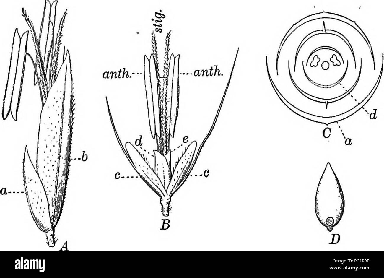 . Schlüssel und Flora: nördlichen und zentralen Staaten. Botanik. Segge FAMILIE 23 Überlappen auf 1-viele-blühenden Ährchen; diese sind unterschiedlich in Spikes, Rispen gruppiert, und so weiter. Obst. Abb. 4. Vernal Gras (Anthoxanthum) ein, einer blühenden Ährchen: a, &Amp;, die äußere Leere glumes. B, a Ährchen mit Die äußere Hüllspelze. s entfernt: c, c, die innere Leere glumes (Neutrum Blumen) mit langen, Borsten-förmige Fortsätze; d, e, palets; anth., antheren; Stig., Narben. C, Diagramm der Querschnitt eines Ährchen: a, hüllspelze; d, Buche. JD, eine Frucht. (AH vergrößert.) (nach Cosson und de Saint-Pierre) ein Korn Stockfoto